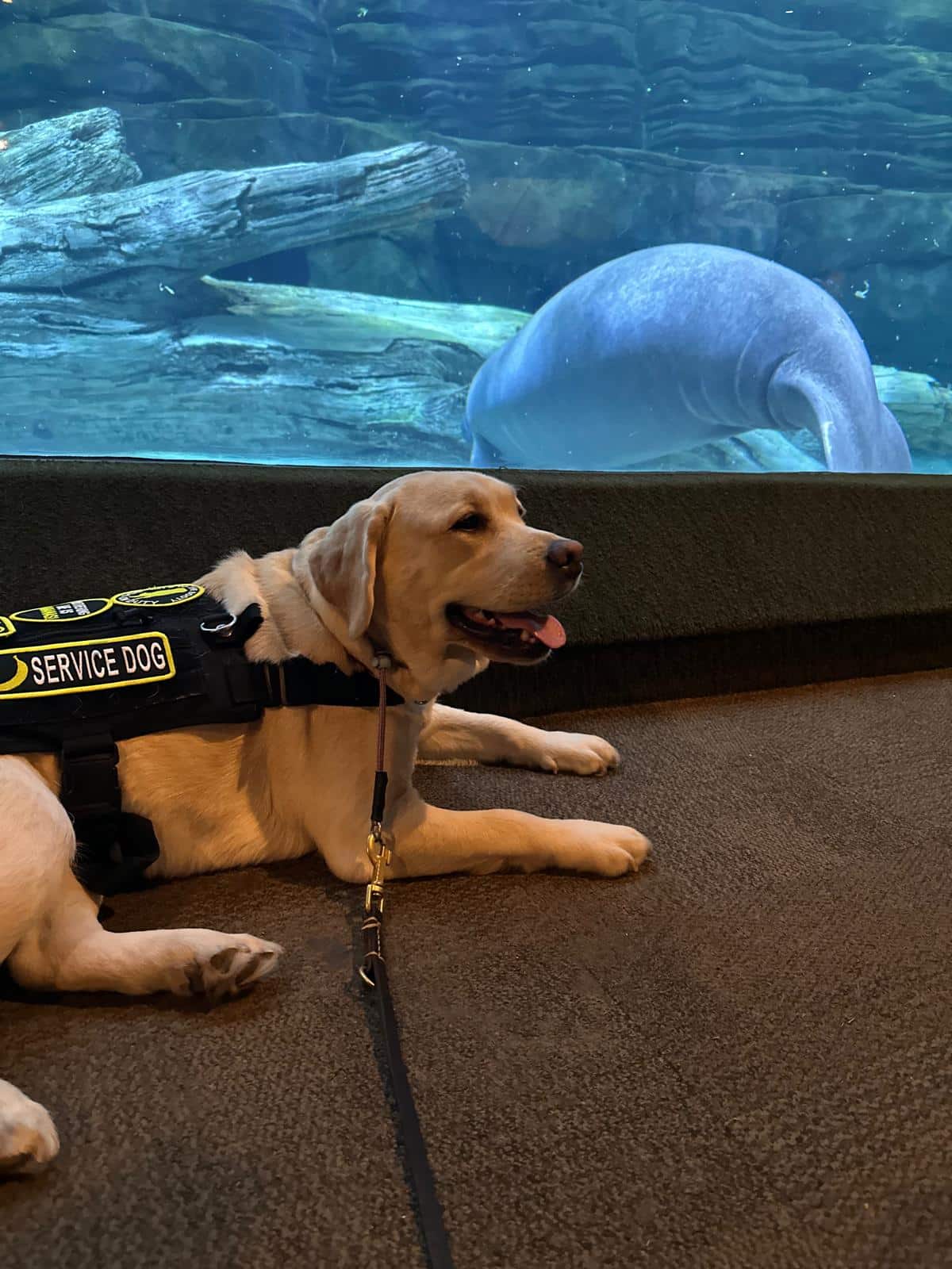 AmericanK9 Dog Training, LLC - Davidsonville, MD