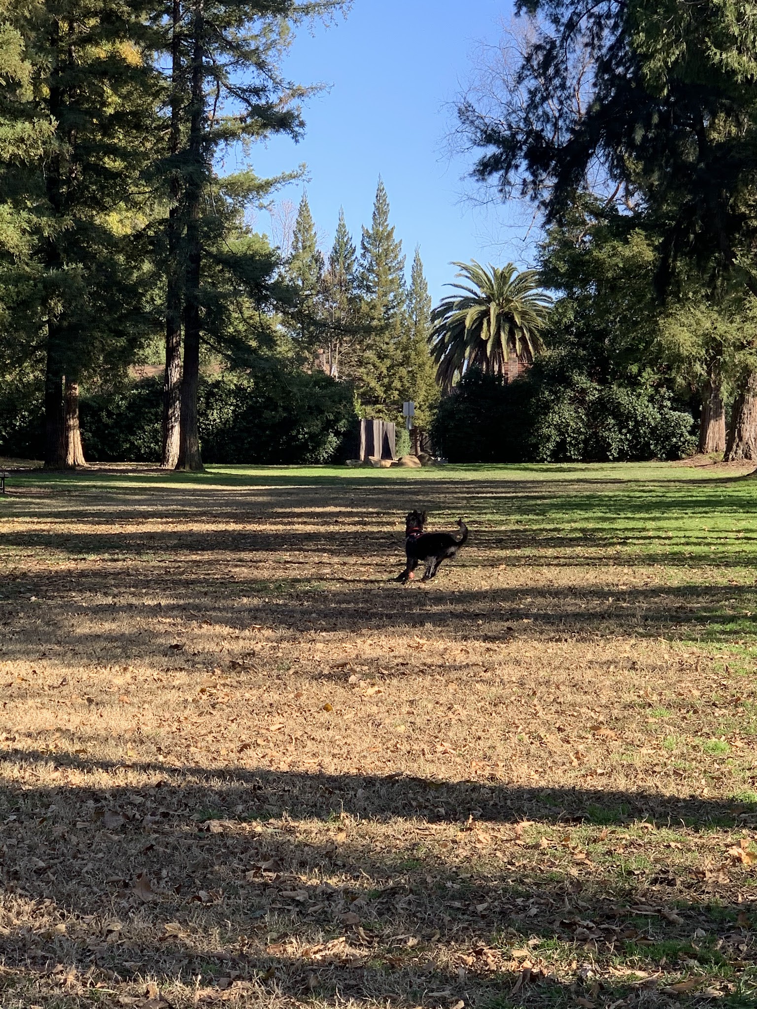 Offleash Dog Area - Davis, CA
