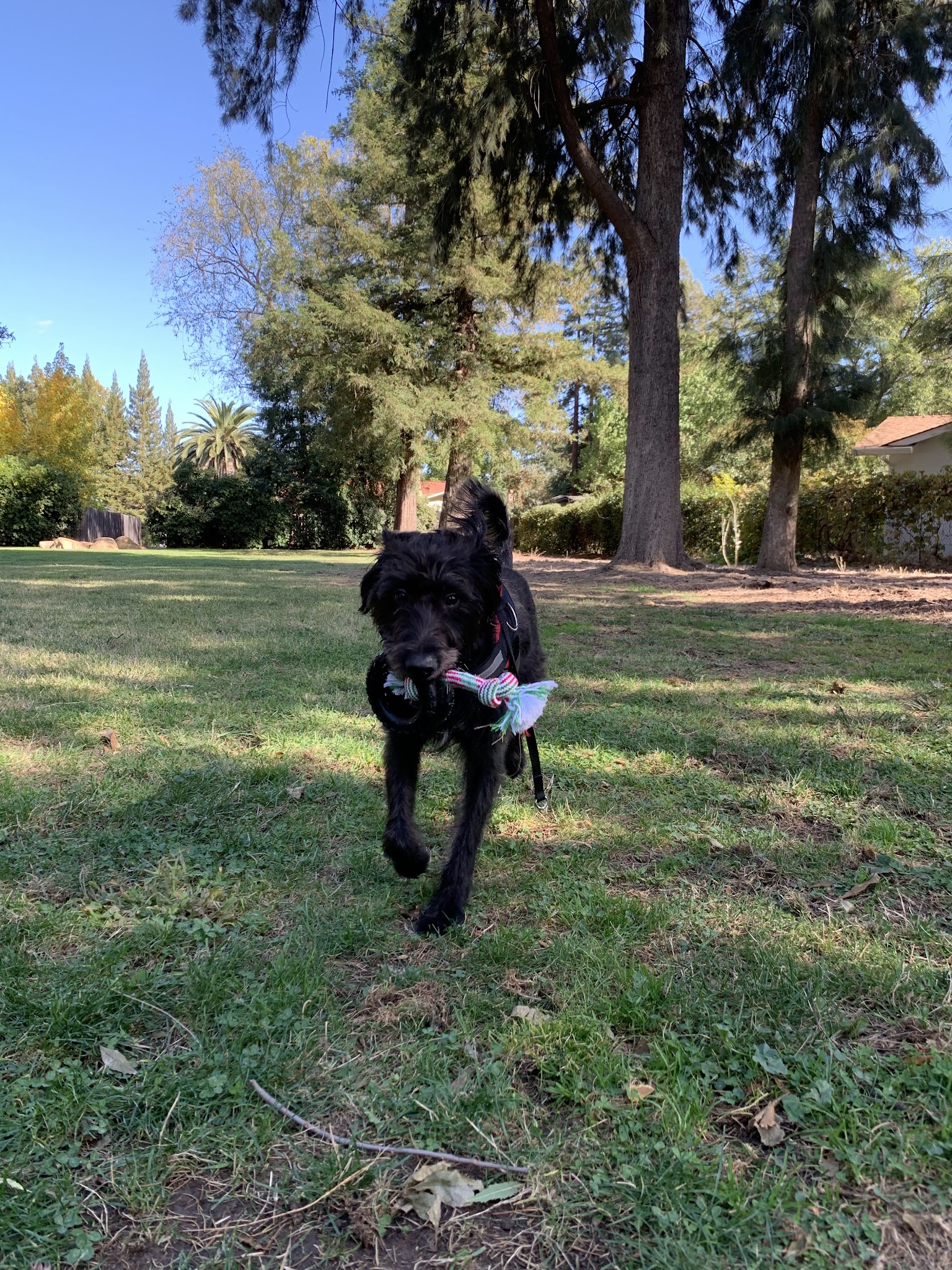 Offleash Dog Area - Davis, CA
