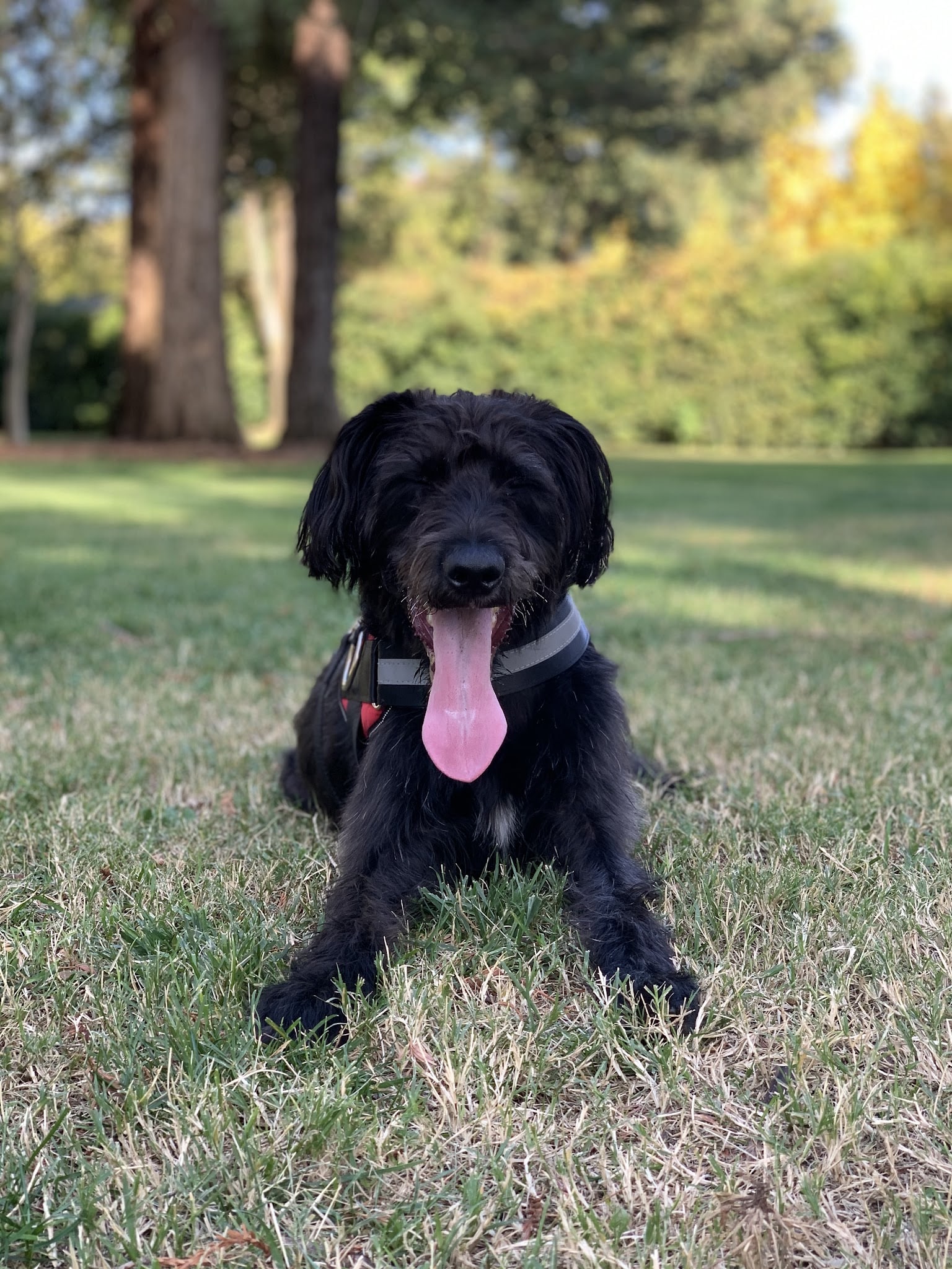 Offleash Dog Area - Davis, CA