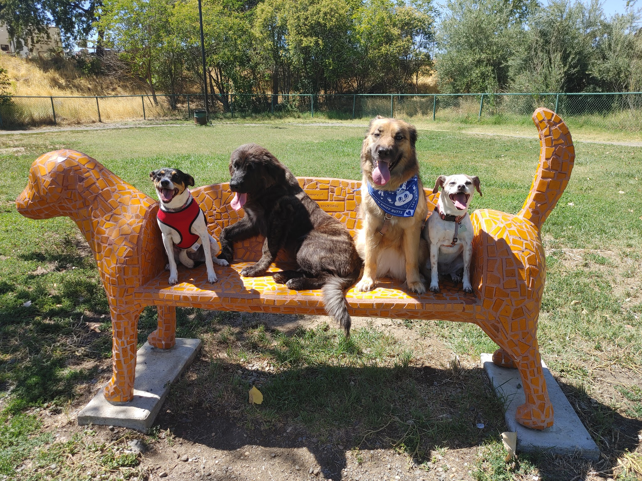 Toad Hollow Dog Park - Davis, CA