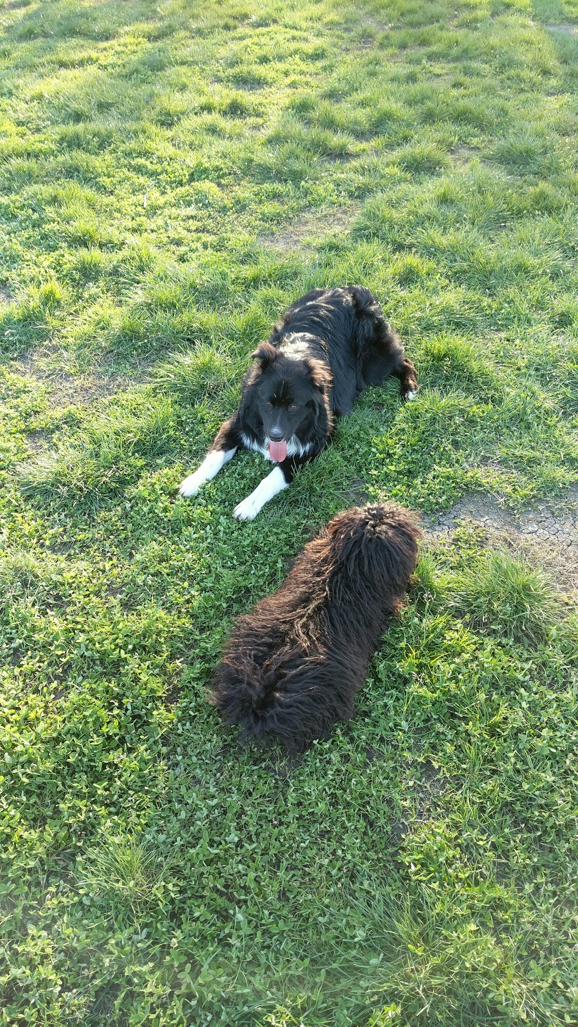 Toad Hollow Dog Park - Davis, CA
