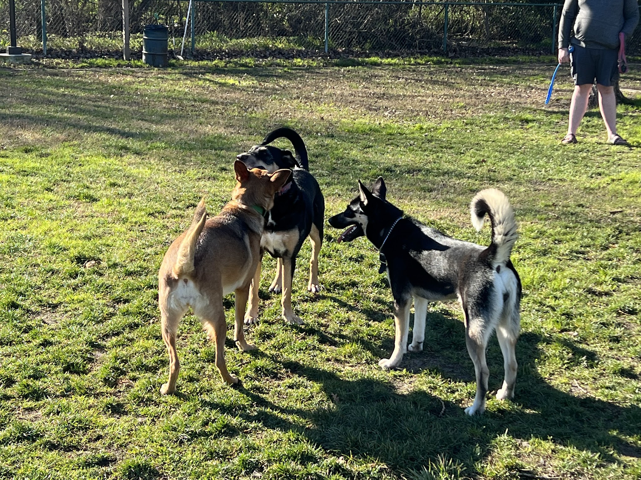 Toad Hollow Dog Park - Davis, CA