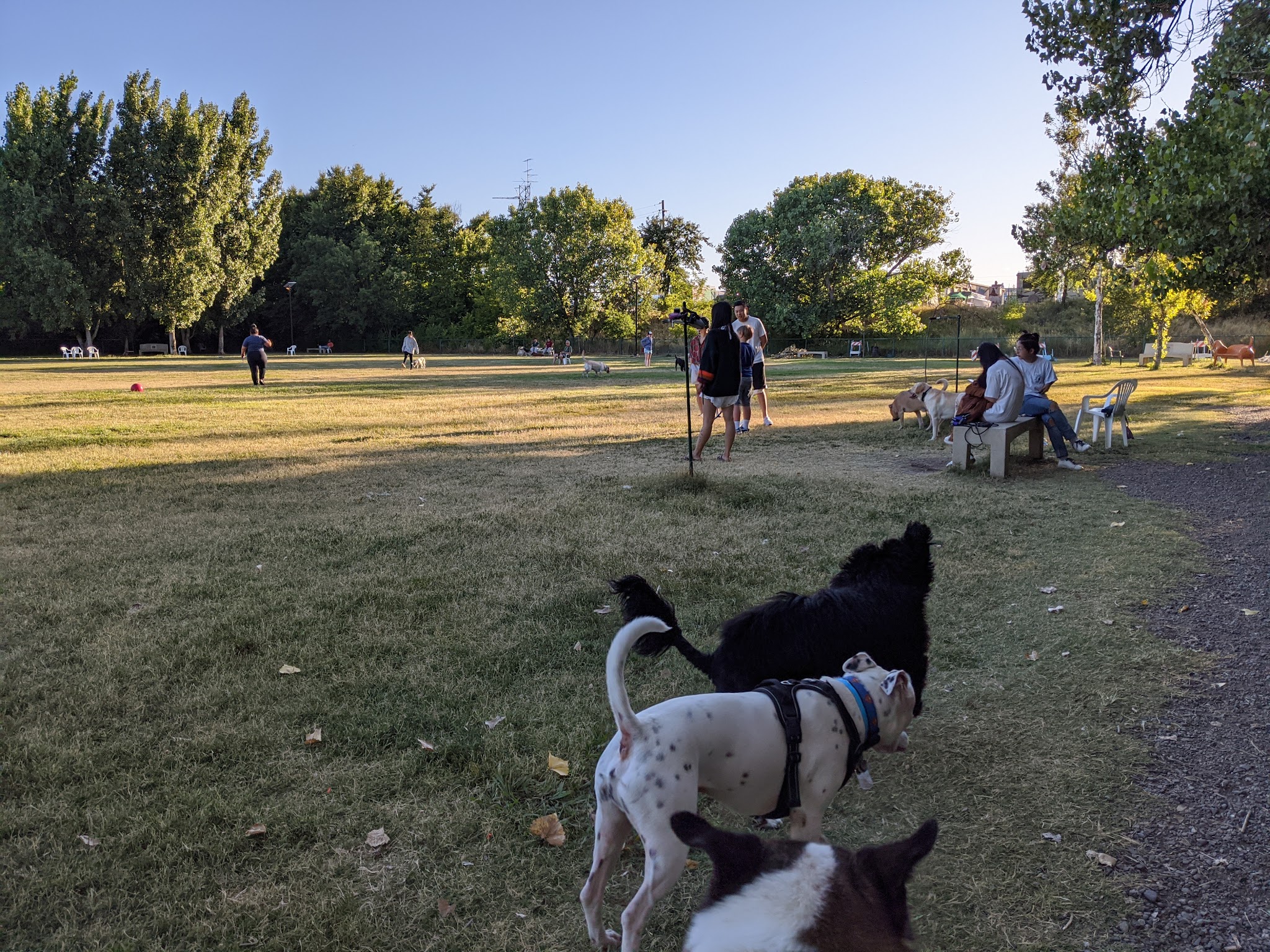 Toad Hollow Dog Park - Davis, CA