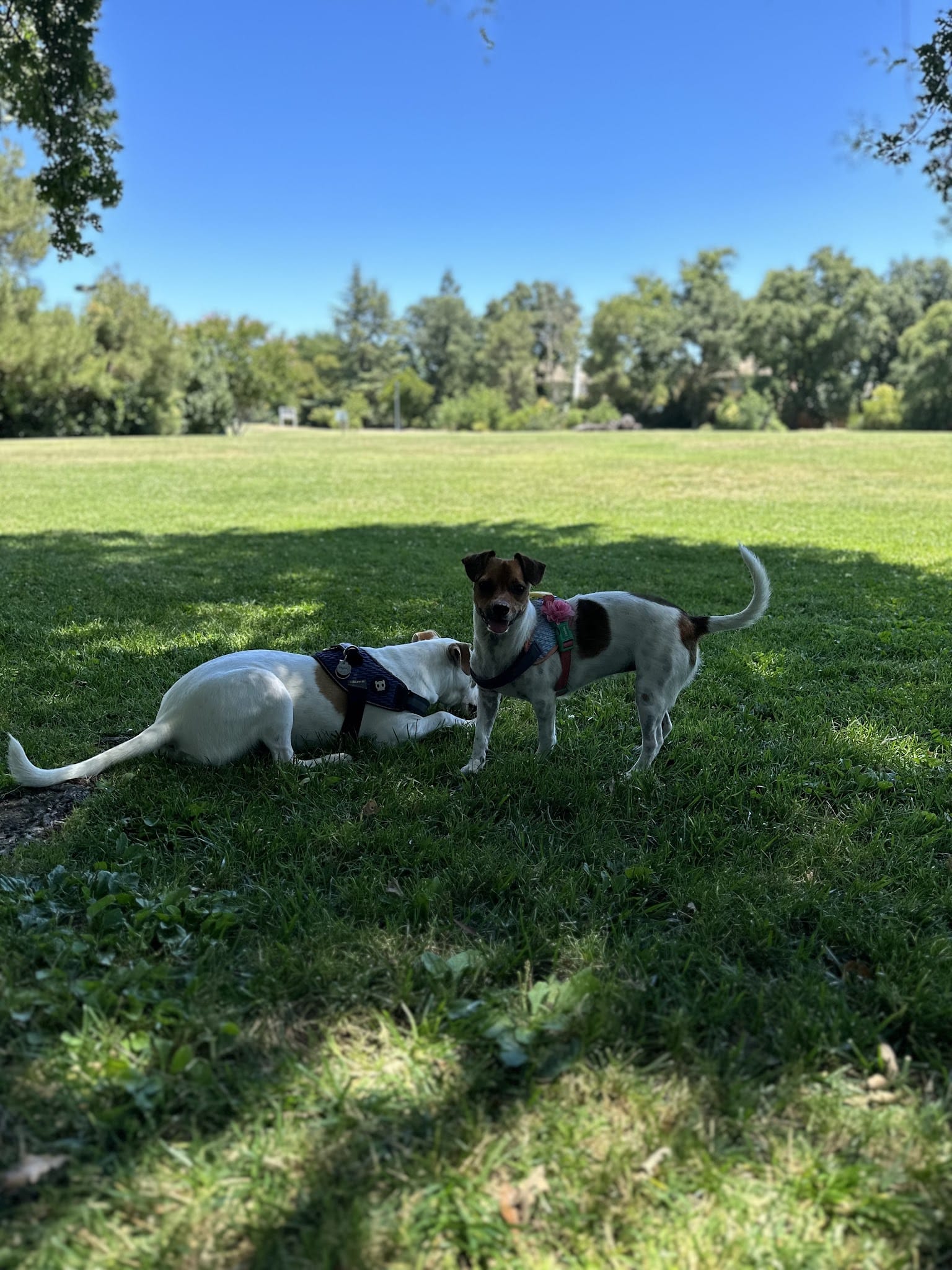 Walnut Park Unfenced Offleash Dog Area - Davis, CA
