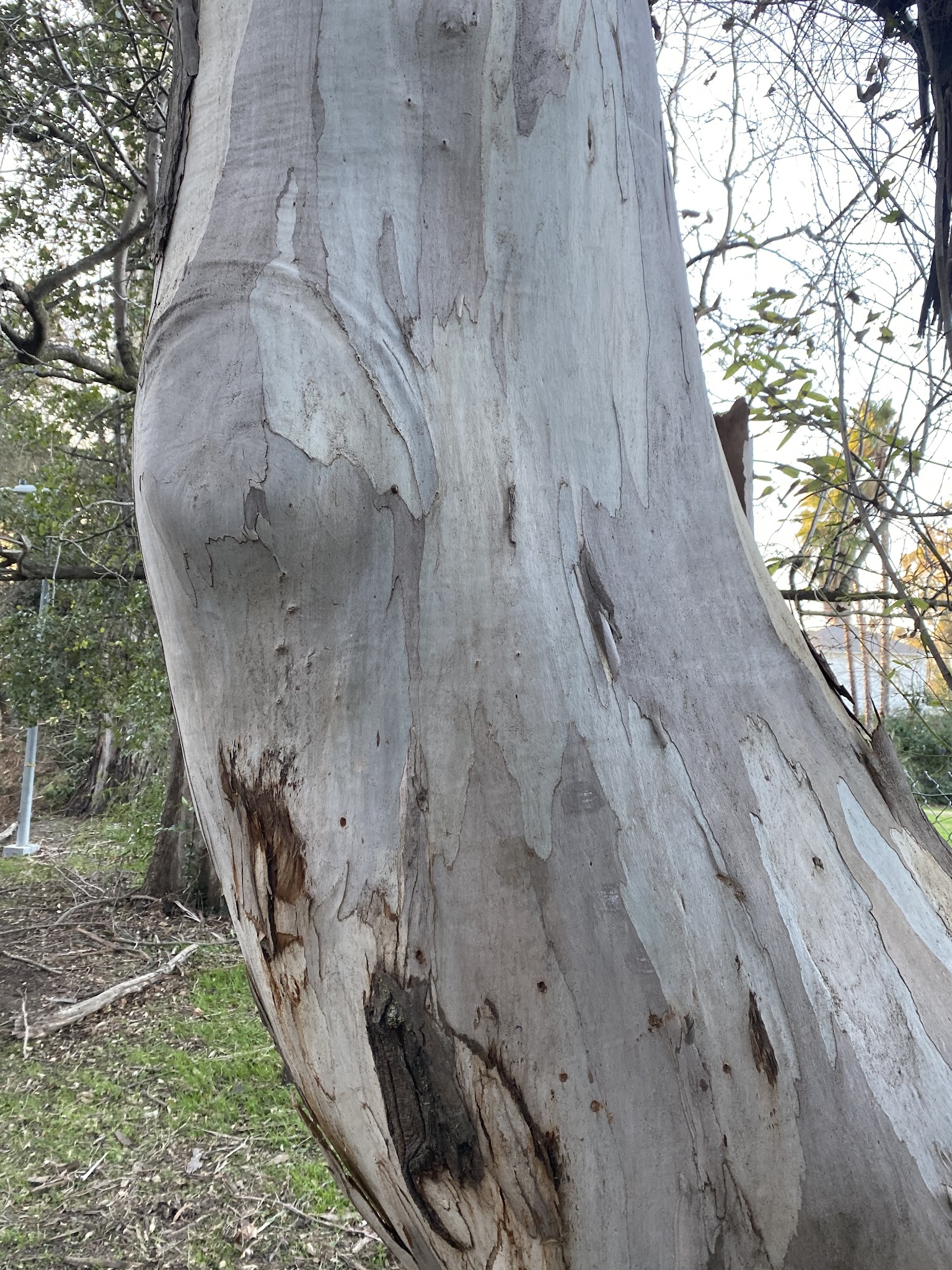 Walnut Park Unfenced Offleash Dog Area - Davis, CA