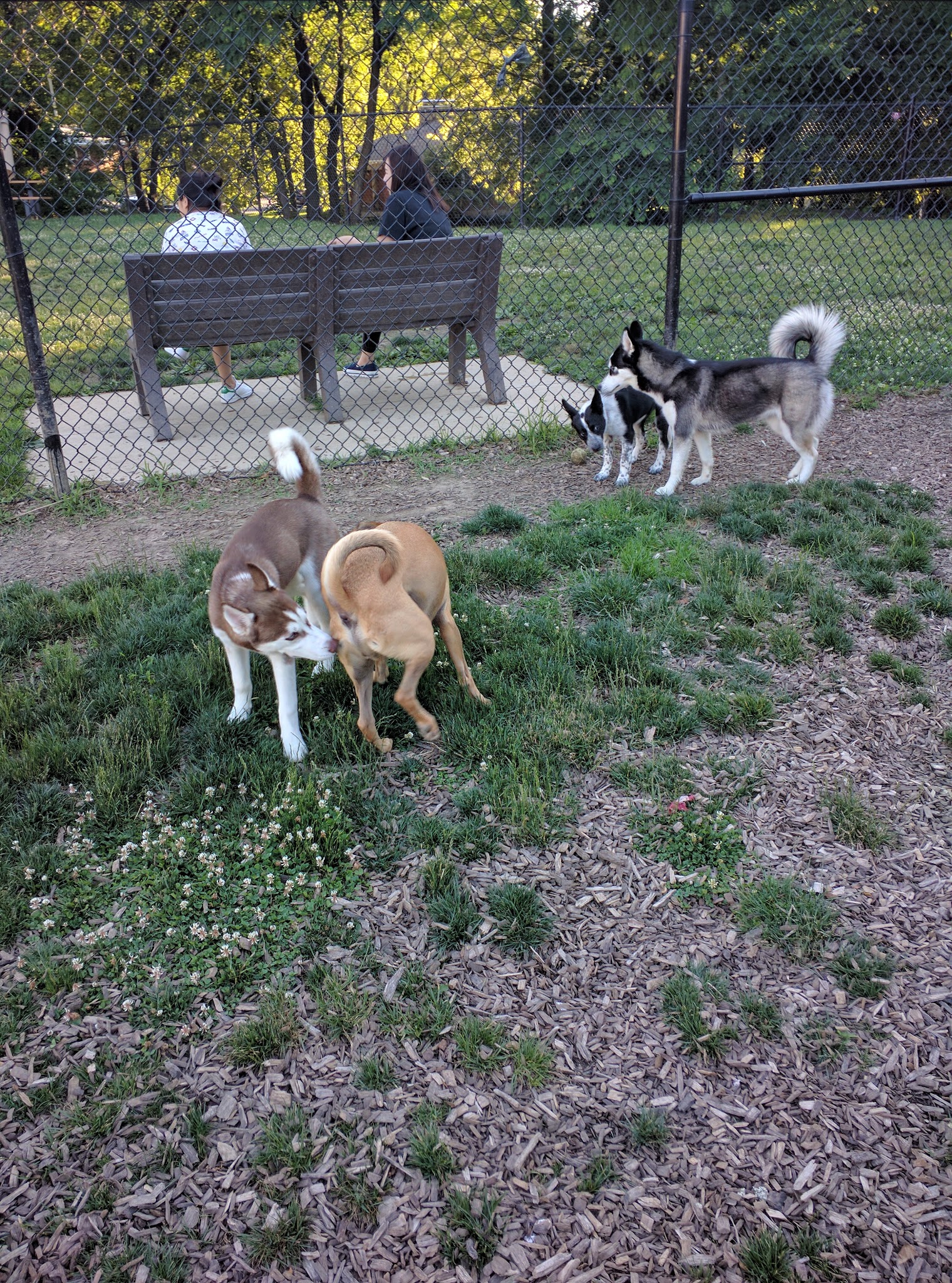 Creager Field Dog Park - Dayton, OH