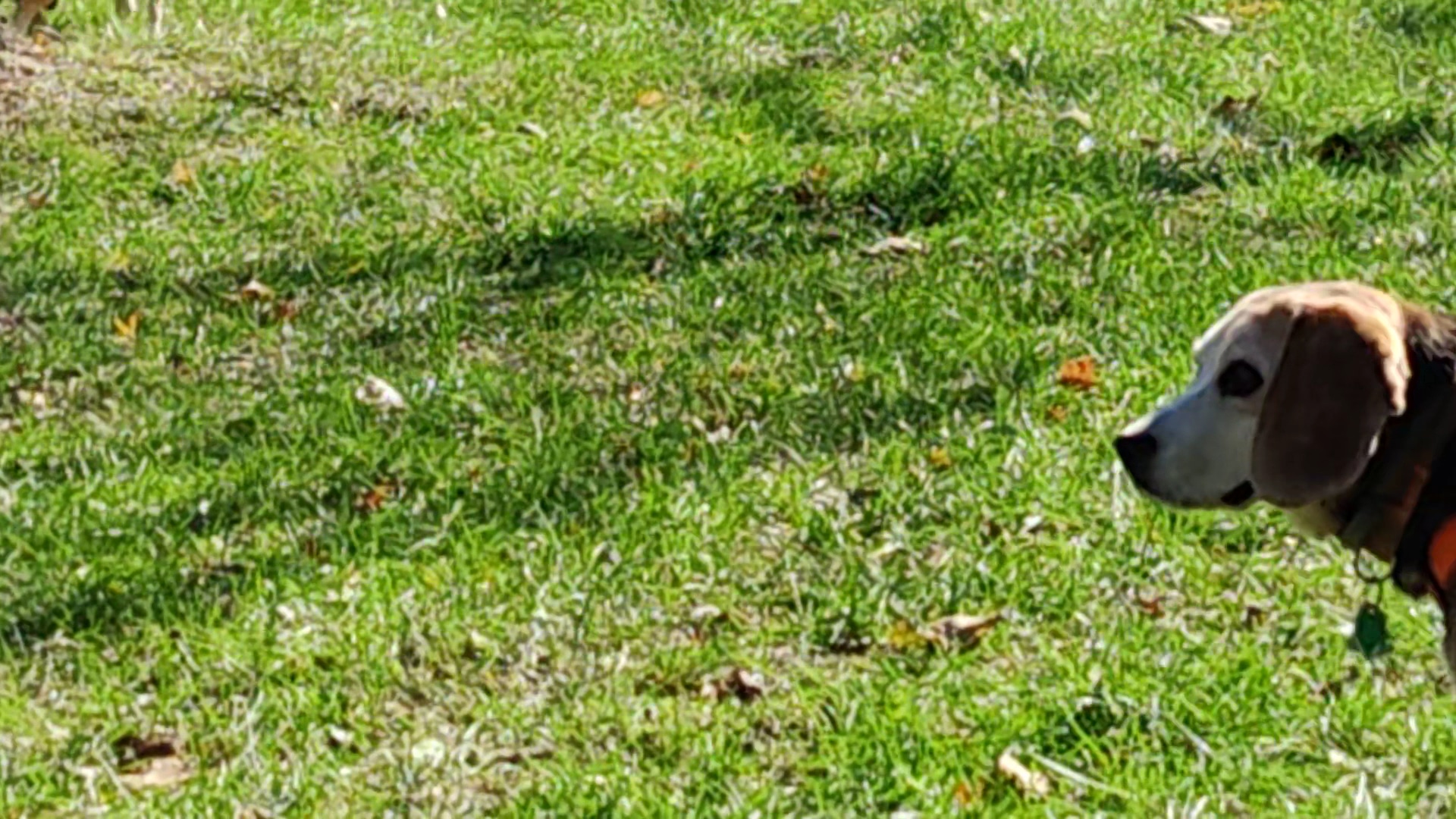 Creager Field Dog Park - Dayton, OH