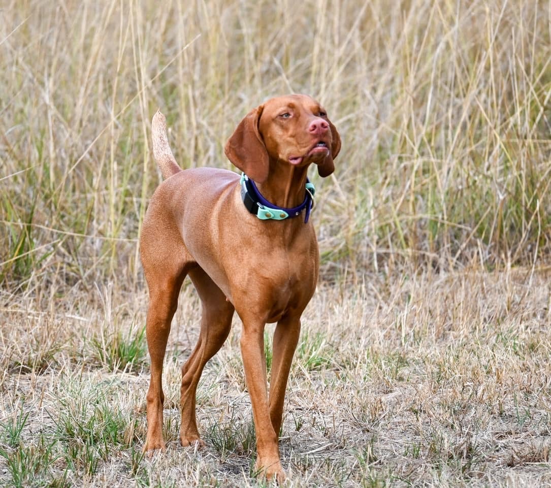 Coast Range Sniffspot / Rome private dog park - Dayton, OR