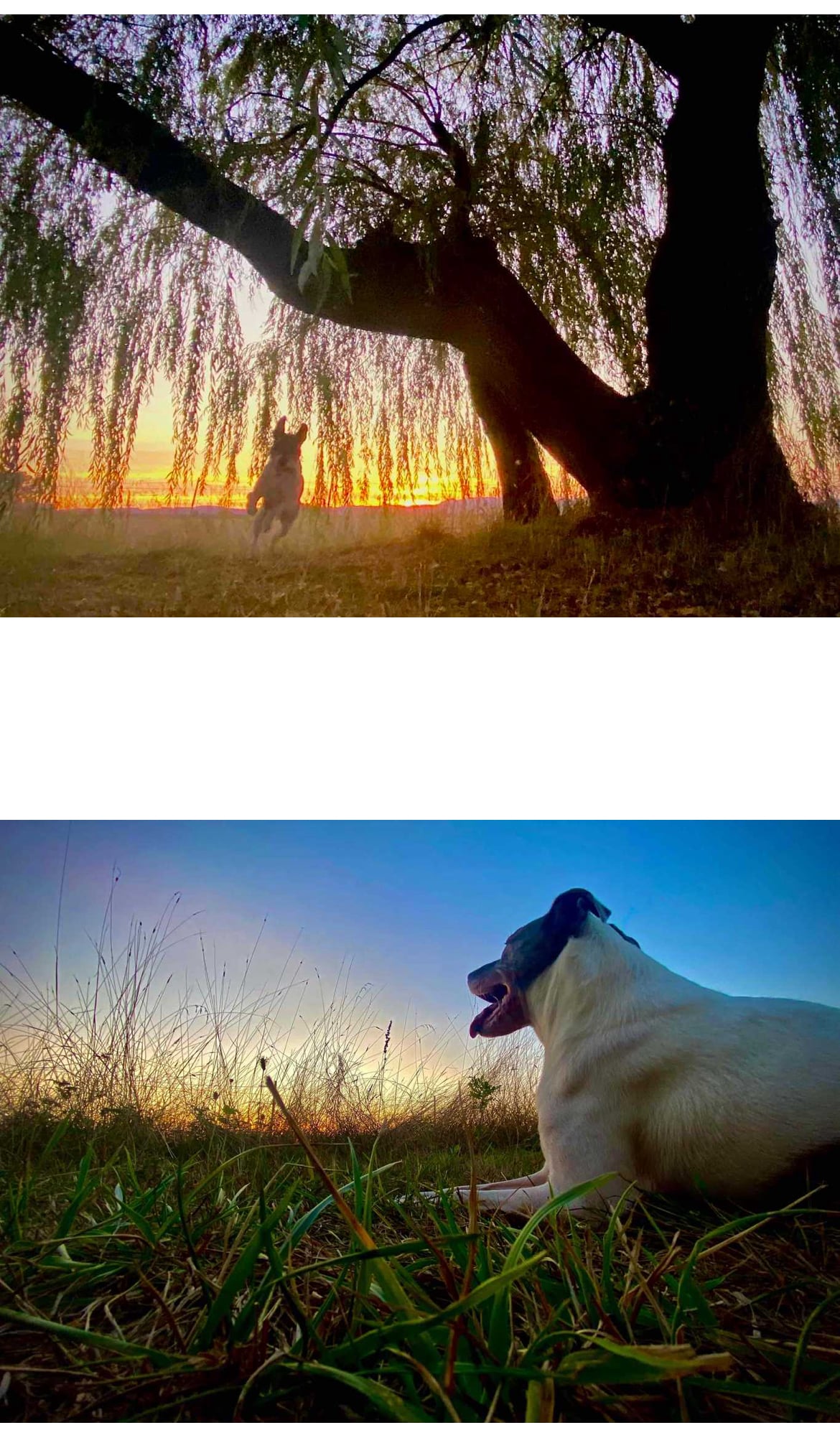 Coast Range Sniffspot / Rome private dog park - Dayton, OR