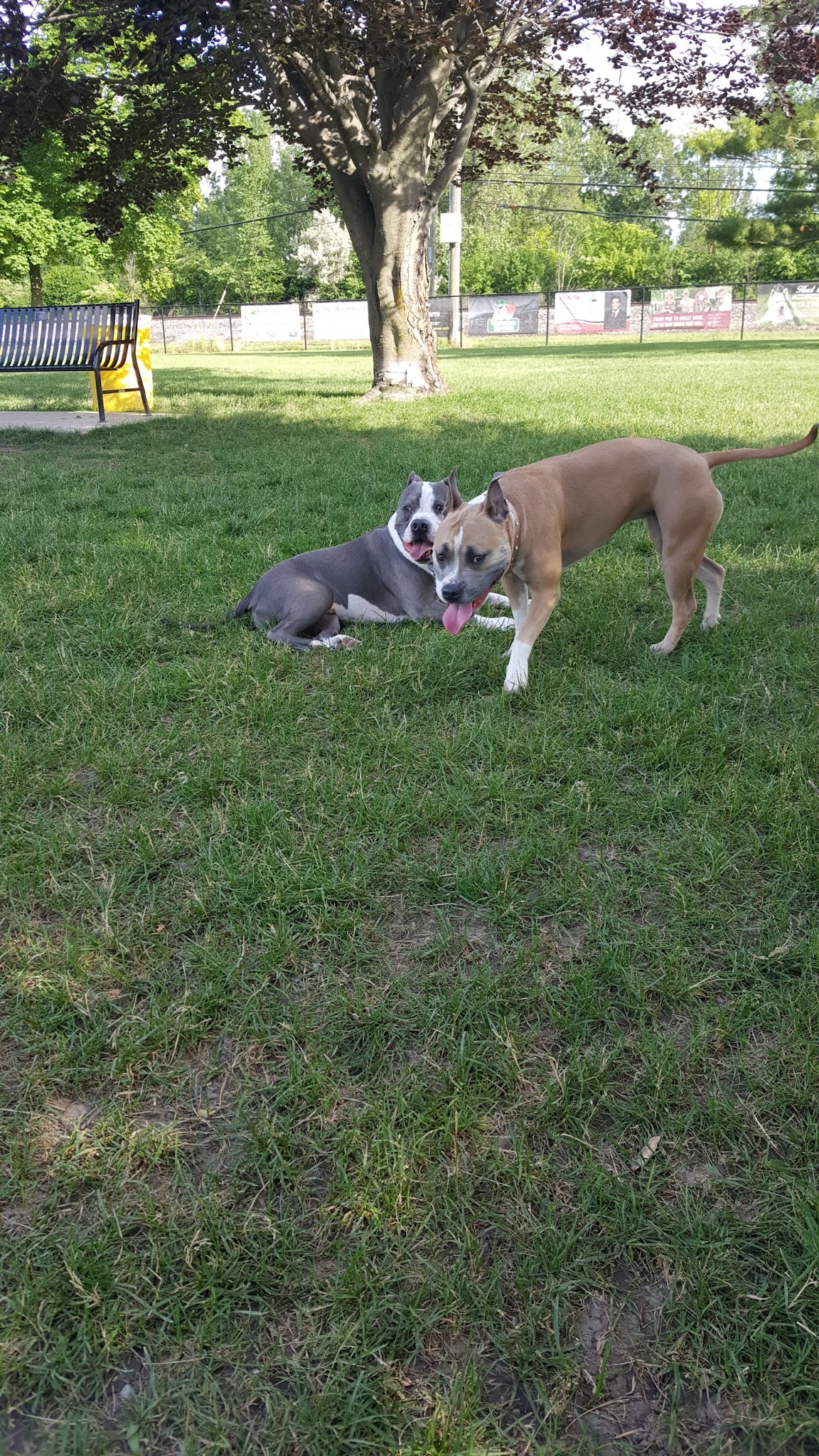 Dearborn Dog Park (Members Only) - Dearborn, MI