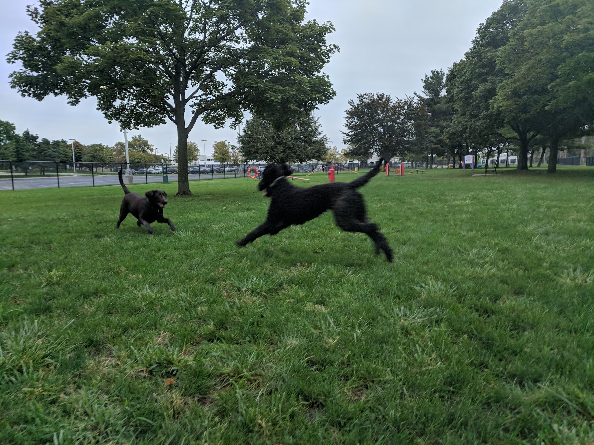 Dearborn Dog Park (Members Only) - Dearborn, MI