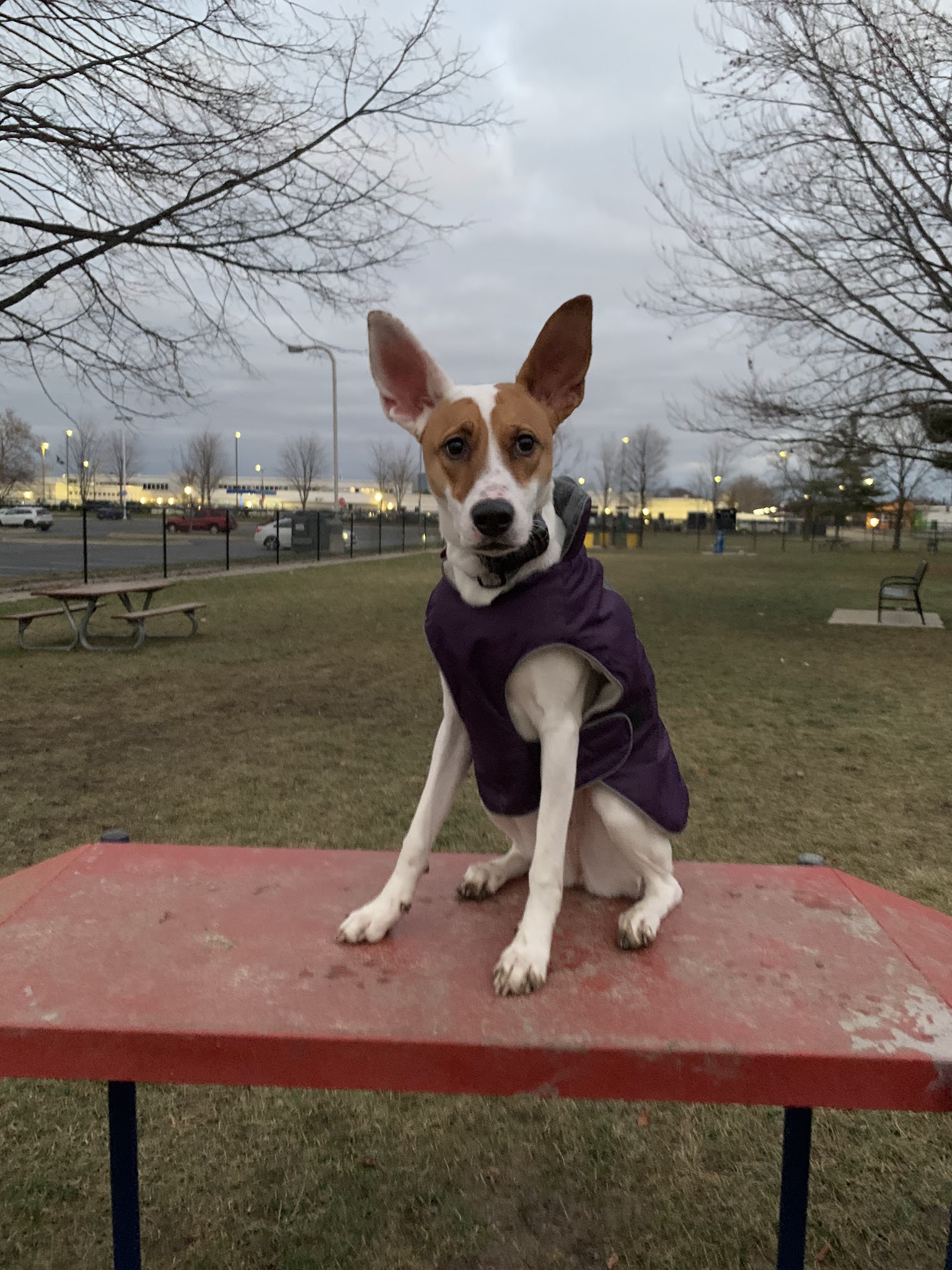 Dearborn Dog Park (Members Only) - Dearborn, MI