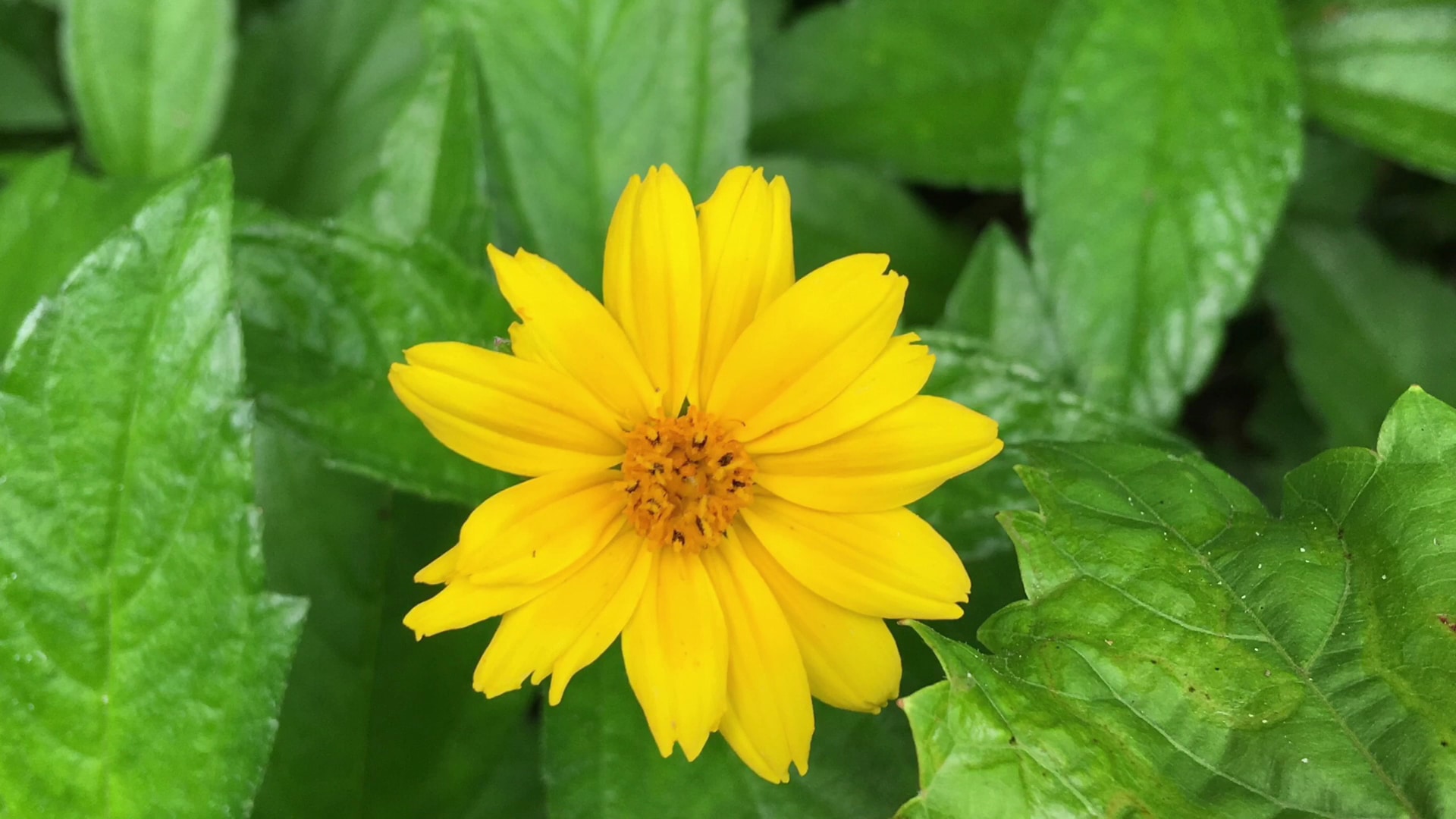 Gemini Springs Park - DeBary, FL