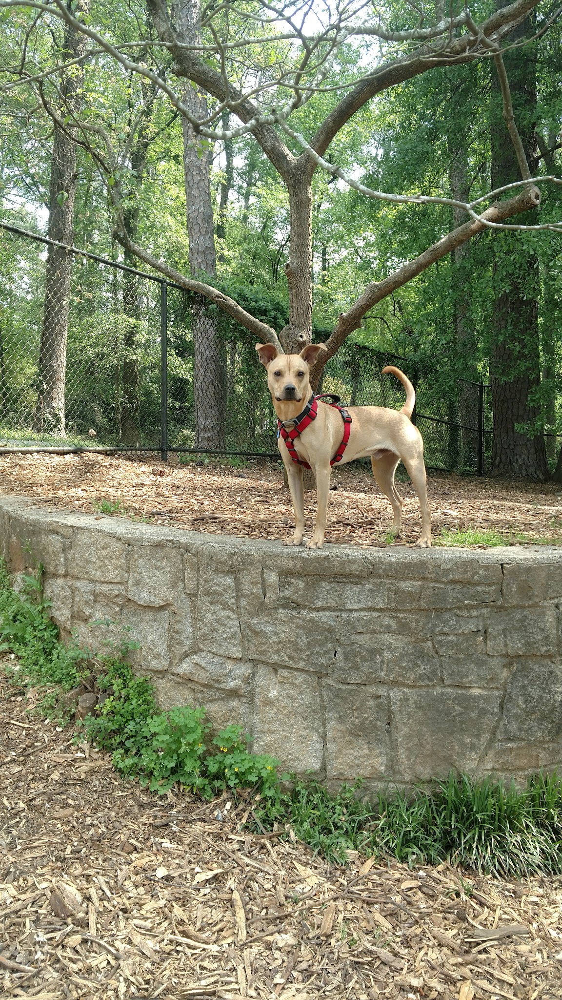 Glenlake Dog Park - Decatur, GA