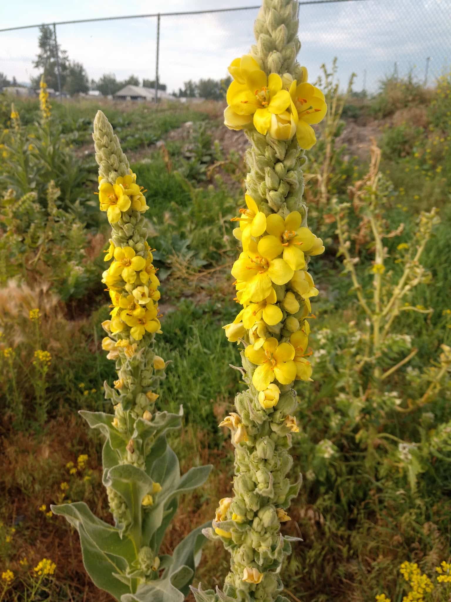 Blue Ribbon Pavilion - Deer Lodge, MT