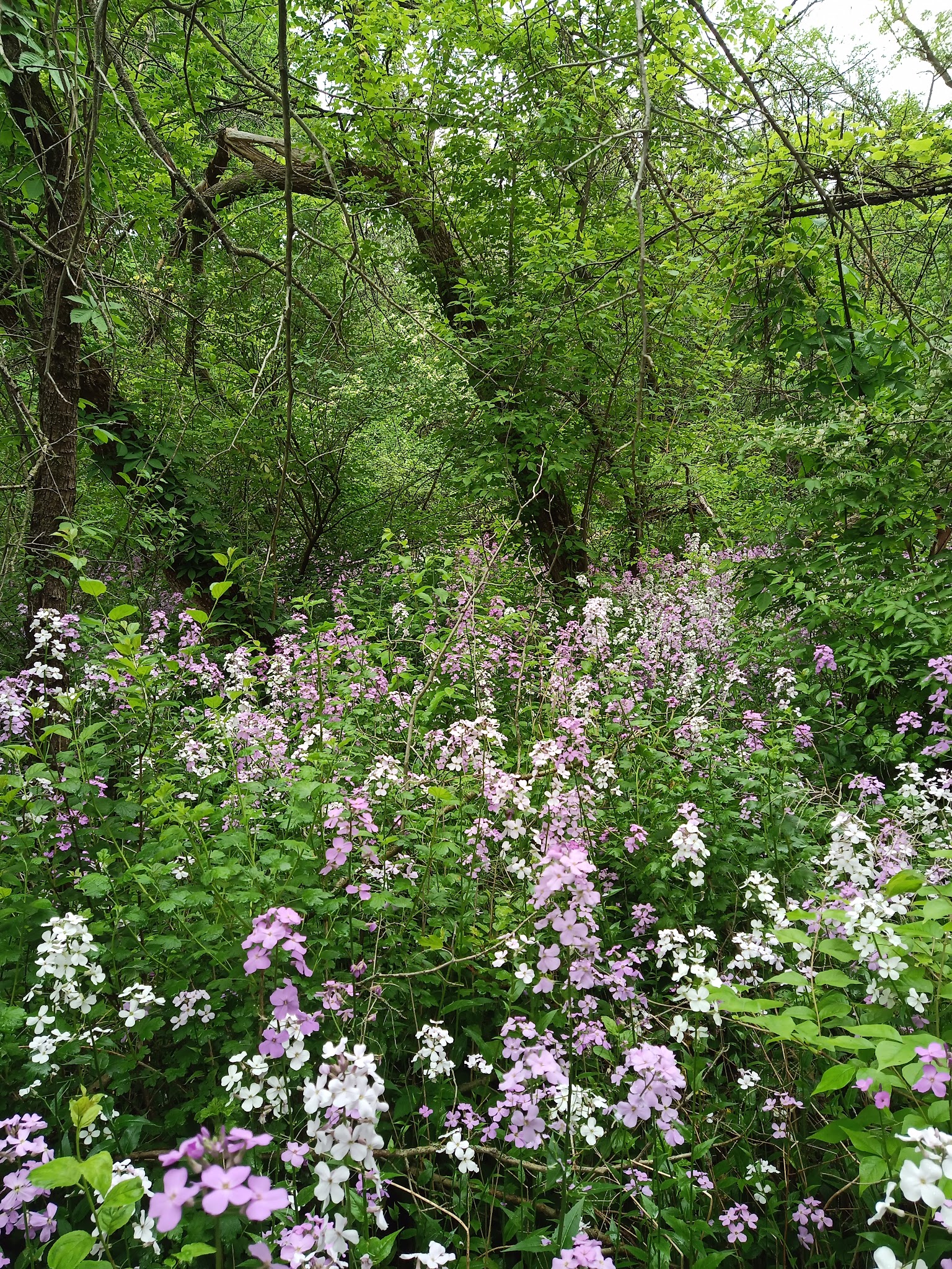 Prairie Park - DeKalb, IL