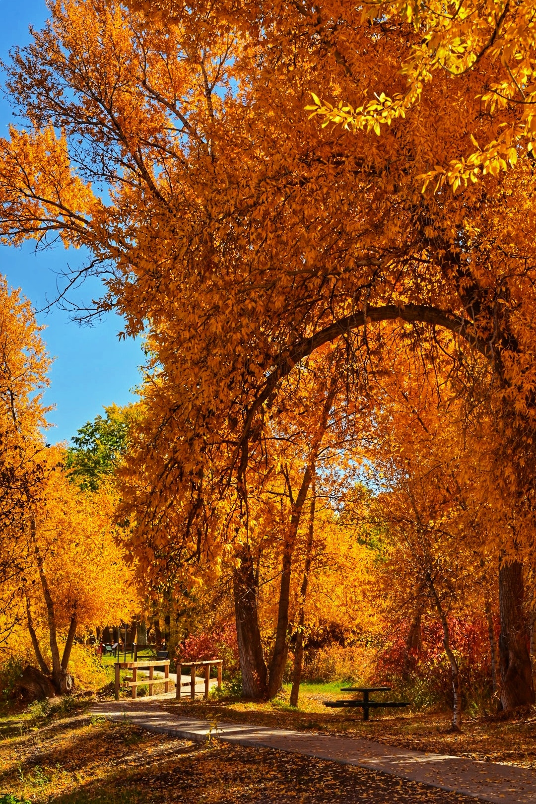 Del Norte Town Park - Del Norte, CO