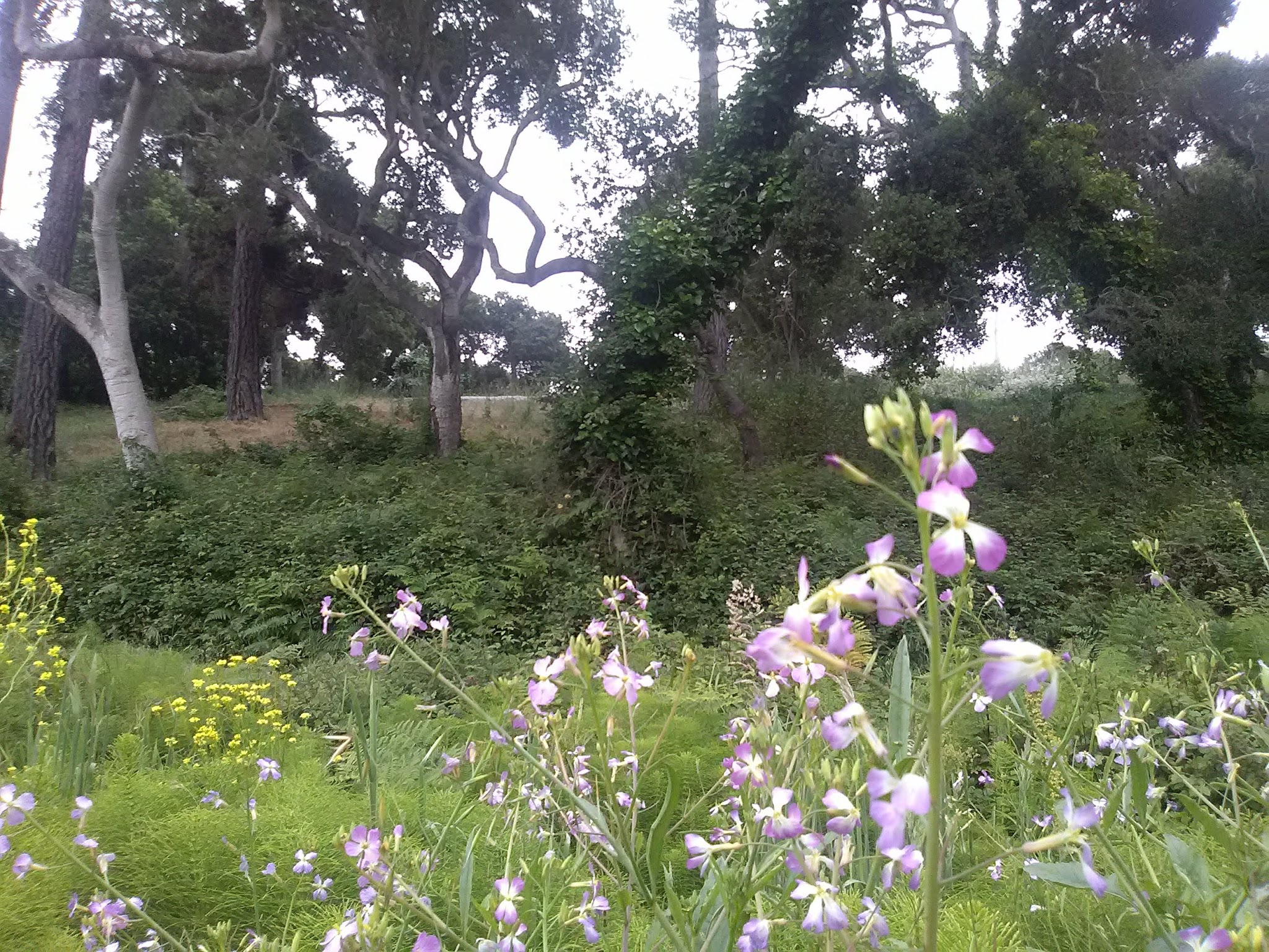 Del Rey Park - Del Rey Oaks, CA