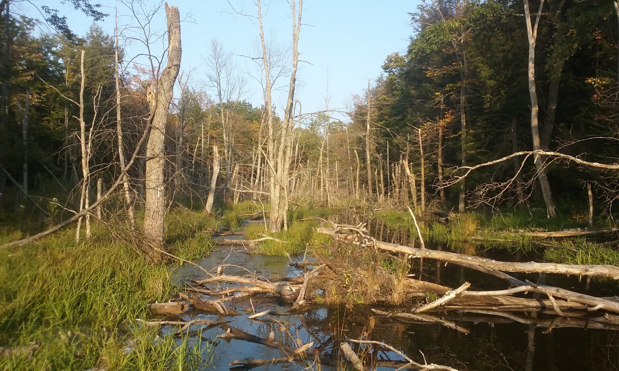 Schenectady County Nature and Forest Preserve - Delanson, NY