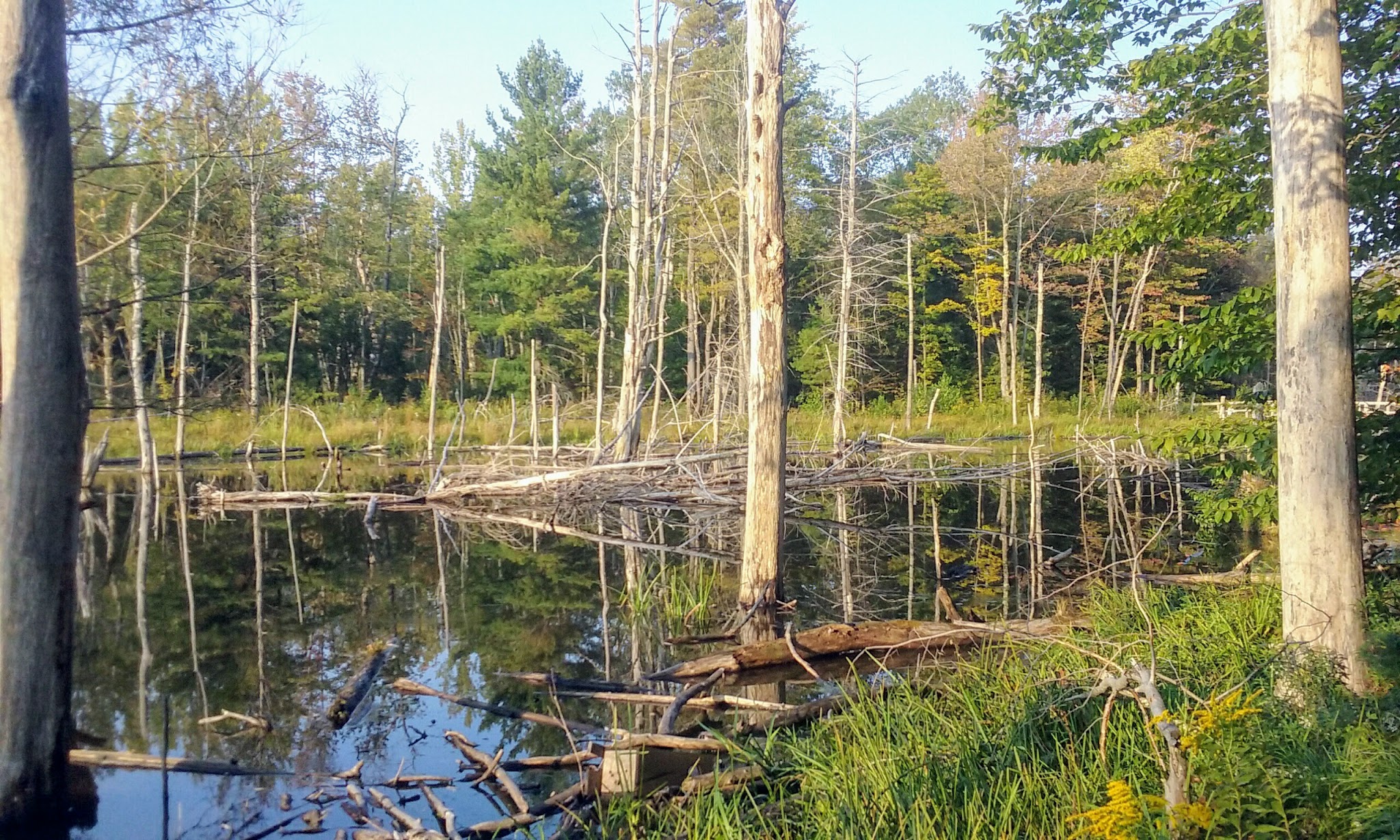 Schenectady County Nature and Forest Preserve - Delanson, NY