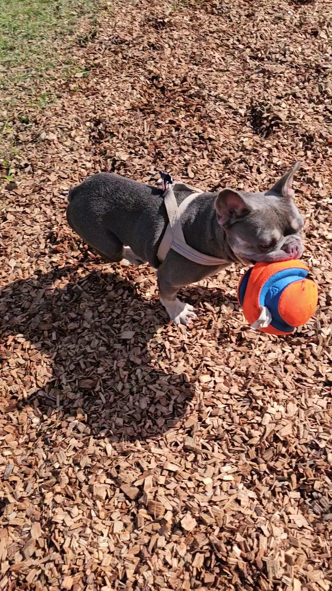 Lake Ida Dog Park - Delray Beach, FL