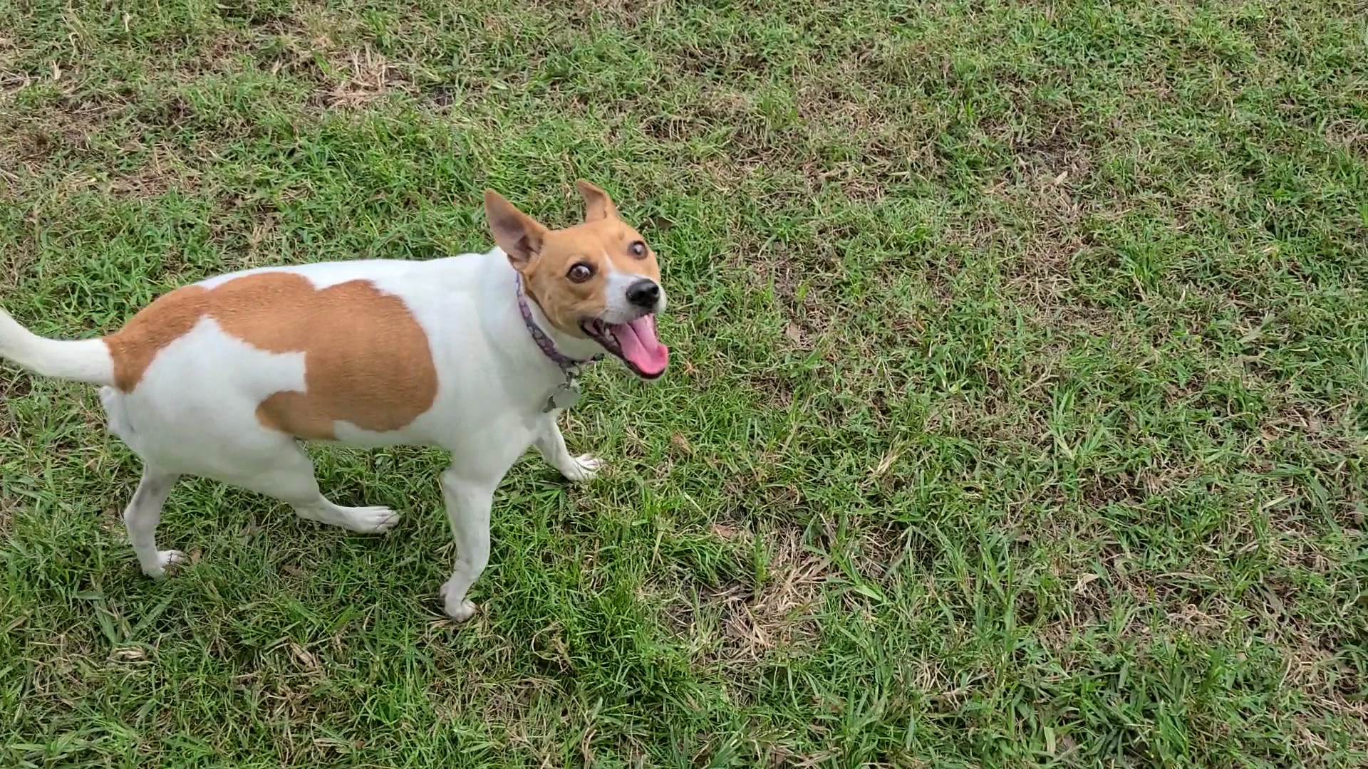 Lake Ida Dog Park - Delray Beach, FL