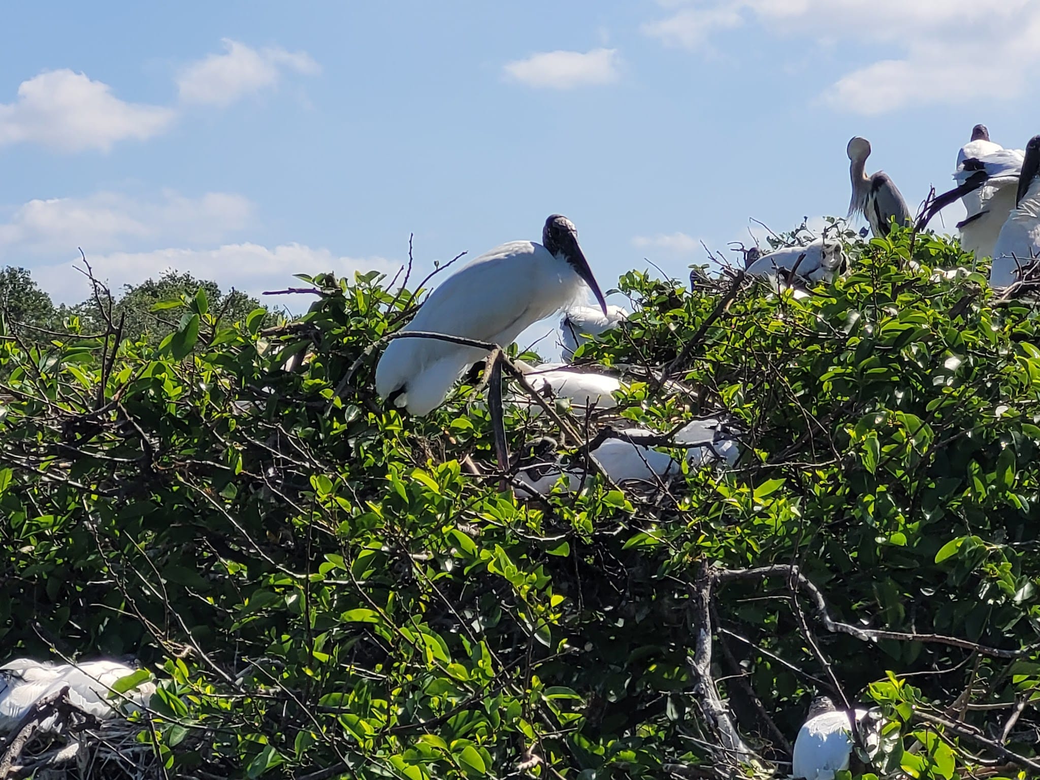 Wakodahatchee Wetlands - Delray Beach, FL