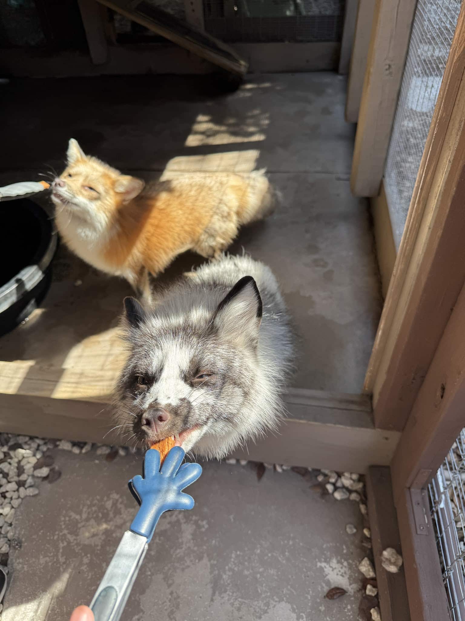 101 Paws and Claws - Deltona, FL