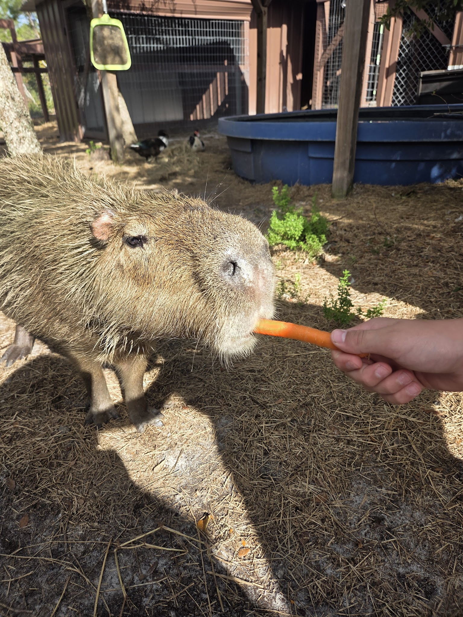 101 Paws and Claws - Deltona, FL