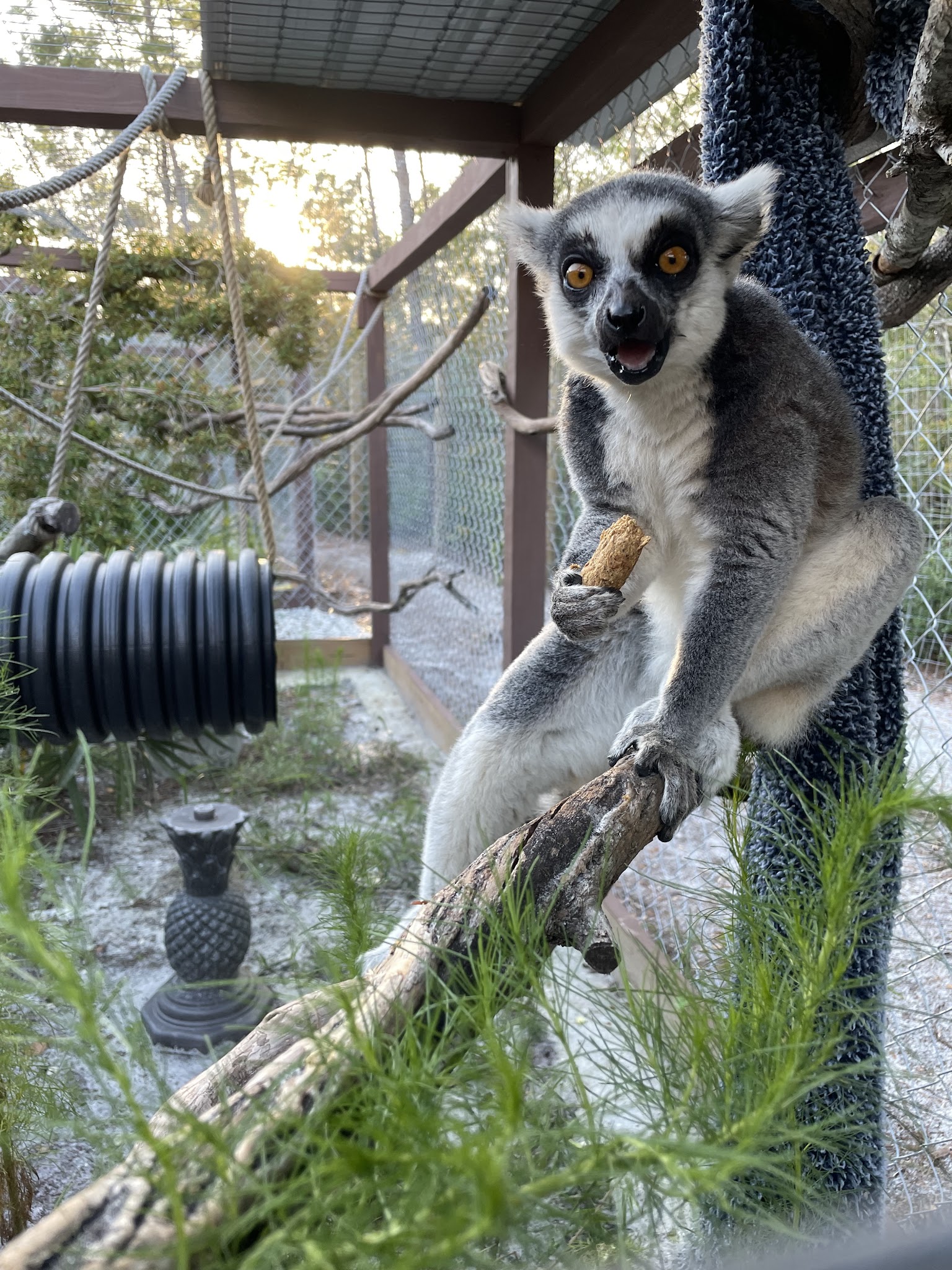 101 Paws and Claws - Deltona, FL