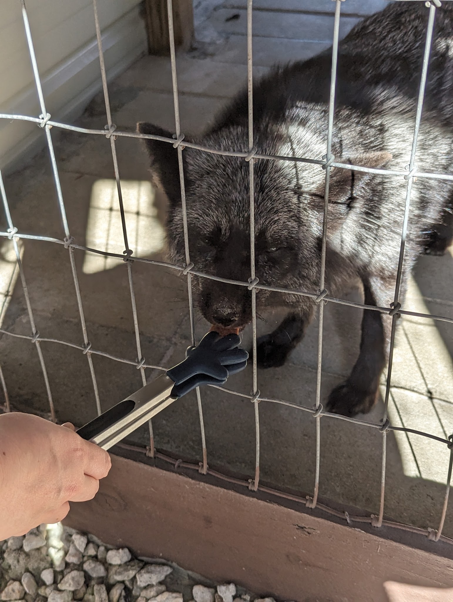 101 Paws and Claws - Deltona, FL