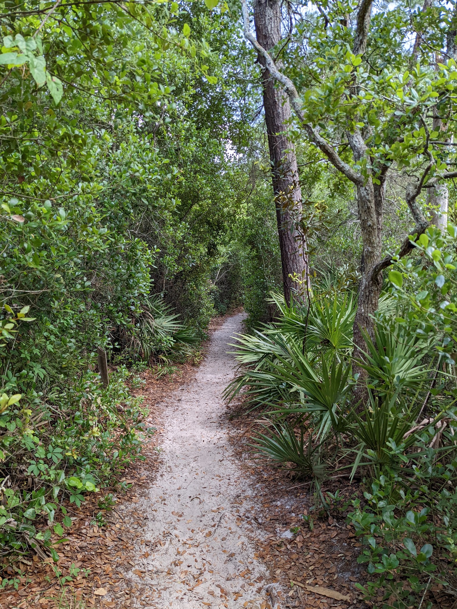 Lyonia Preserve Trail Head - Deltona, FL
