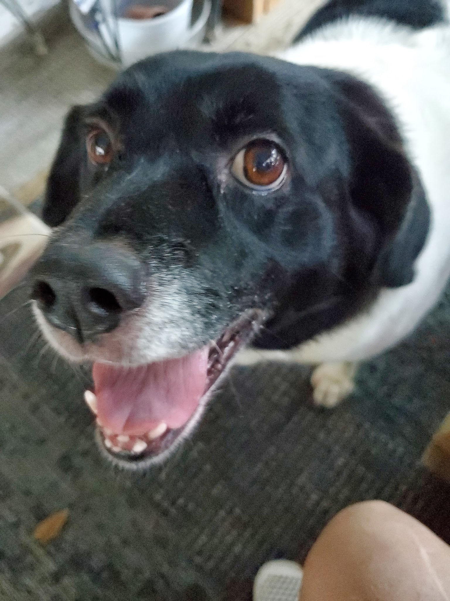 Off The Chain - Denham Springs, LA