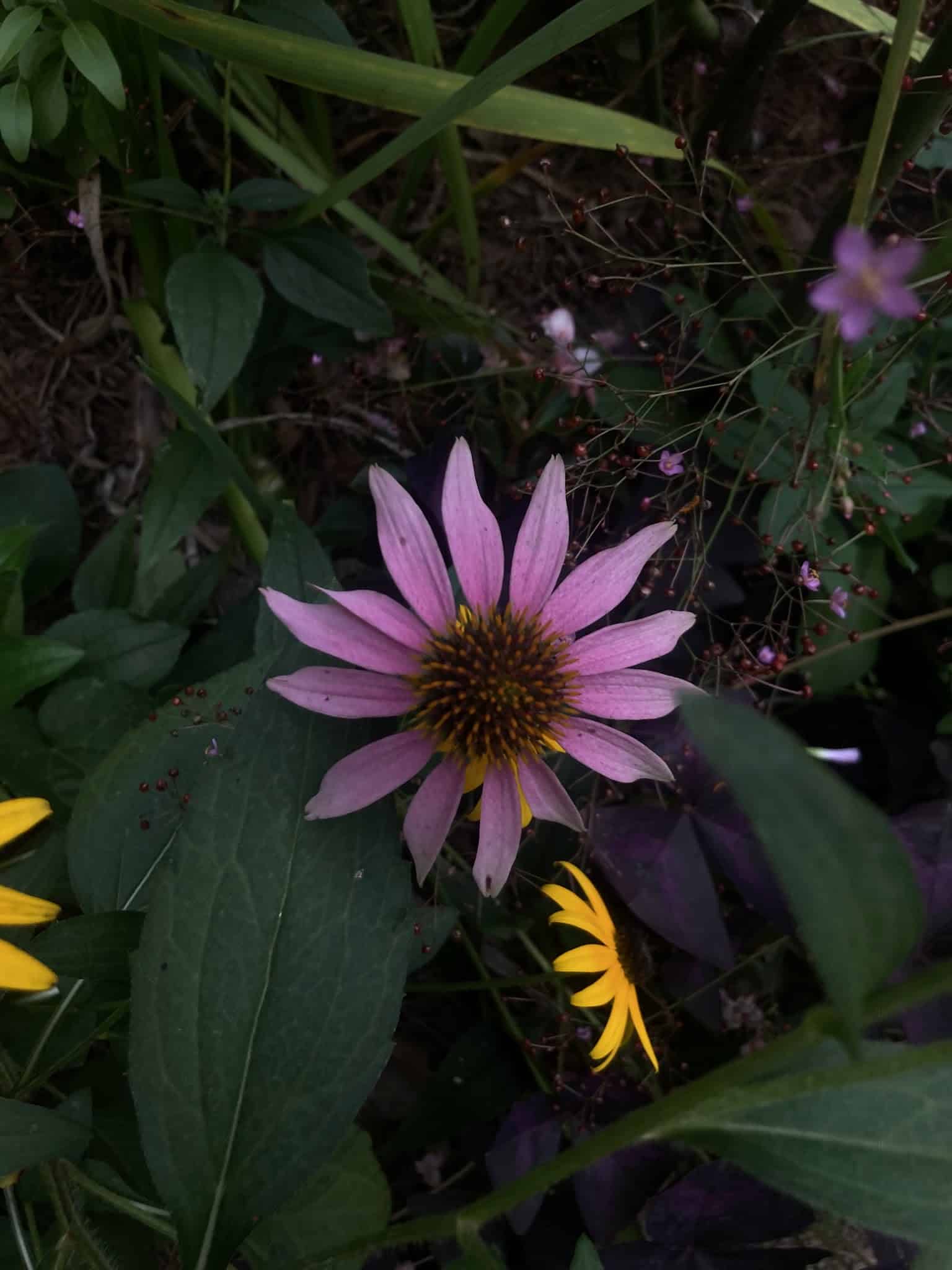 Spring Park - Denham Springs, LA