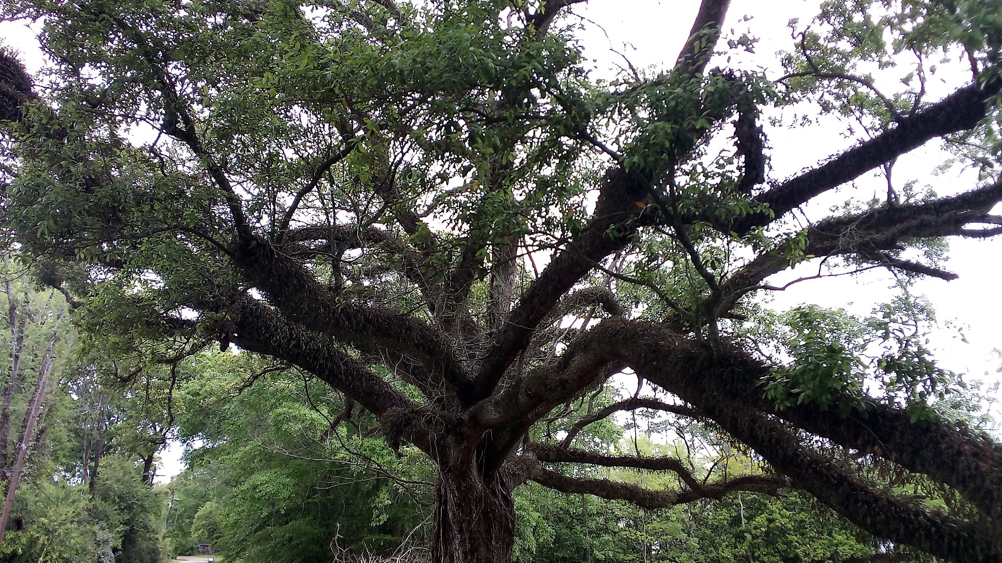 Spring Park - Denham Springs, LA