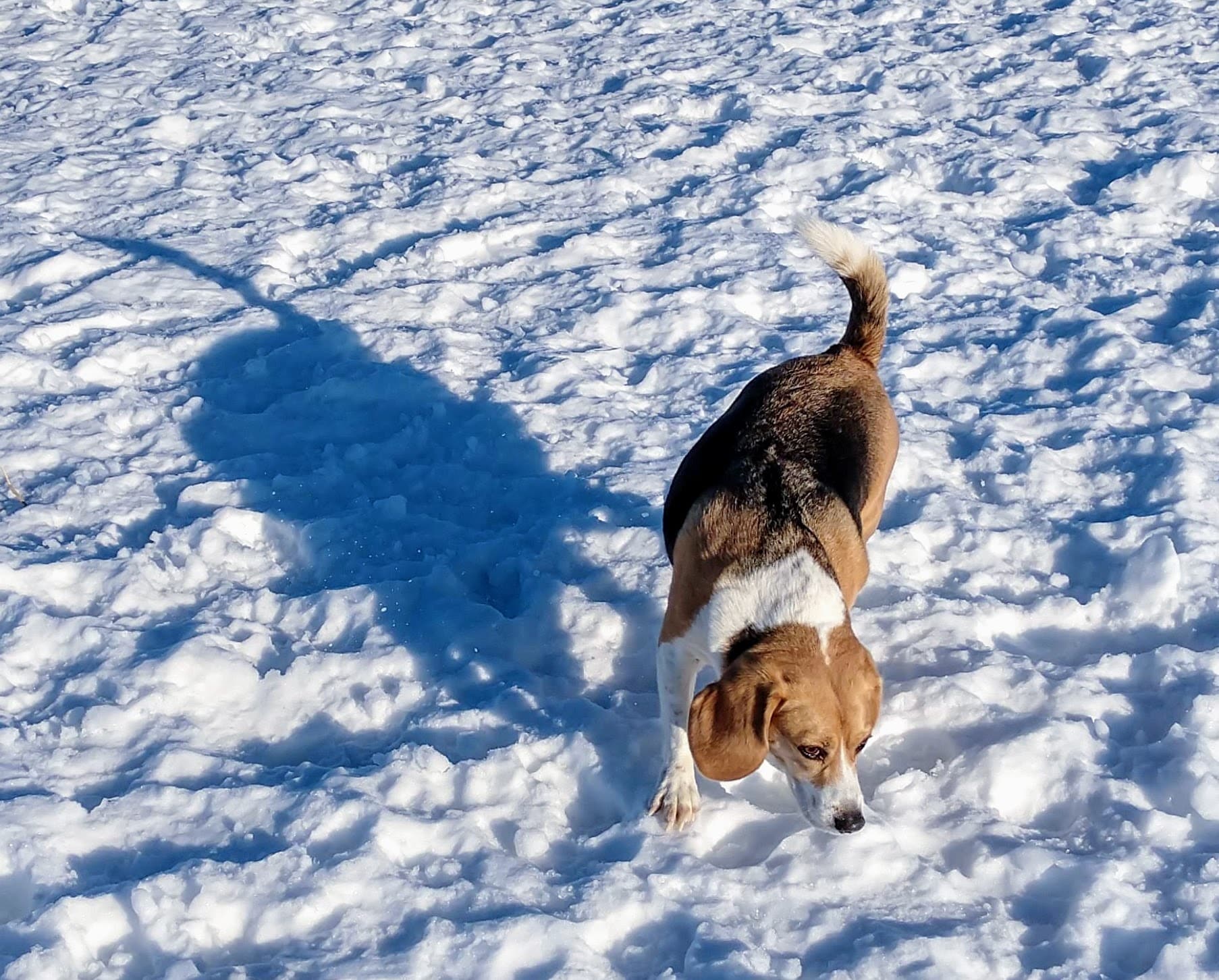 Detroit Lakes Dog Park - Detroit Lakes, MN