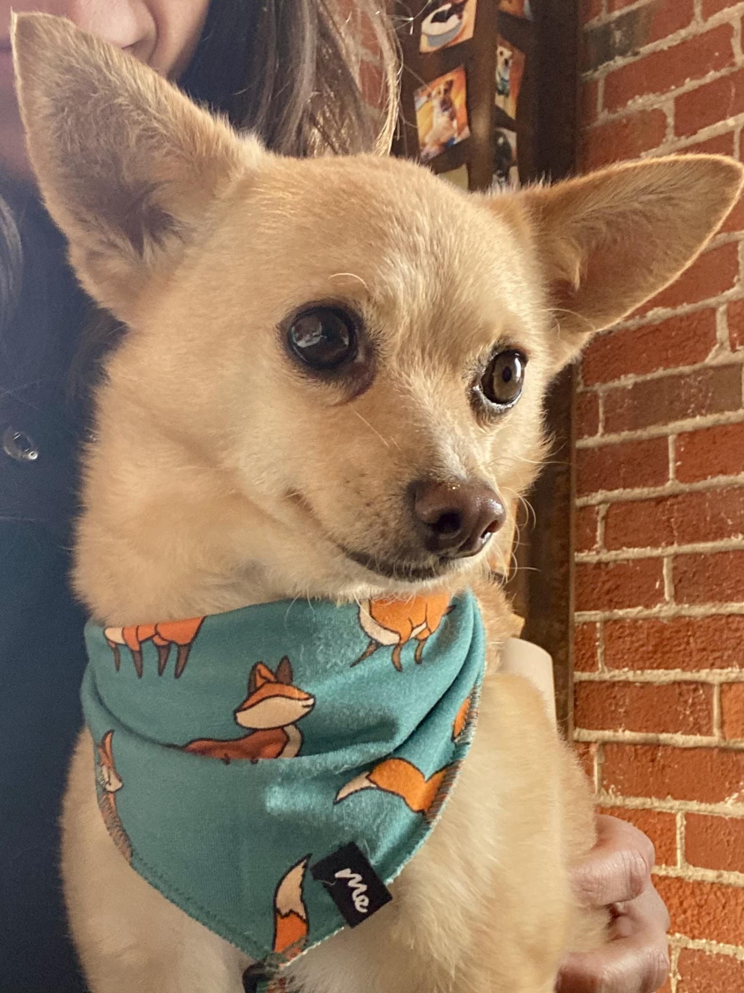 Diablo Peak Dog Sports - ,