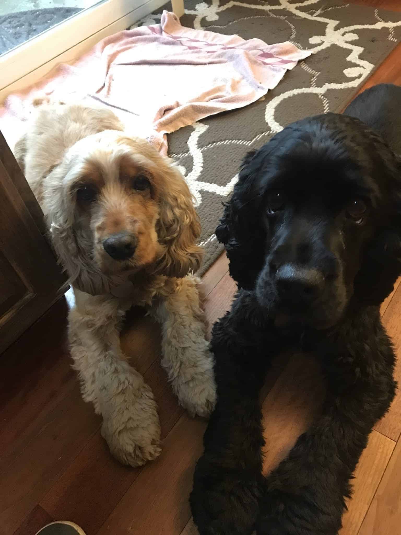 Diablo Peak Dog Sports - ,