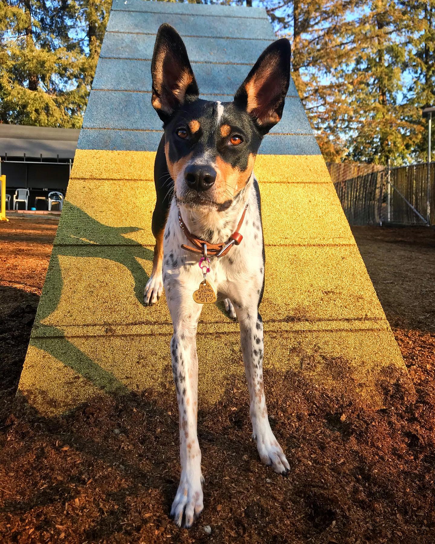 Diablo Peak Dog Sports - ,