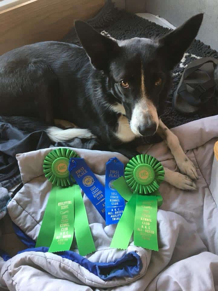 Diablo Peak Dog Sports - ,