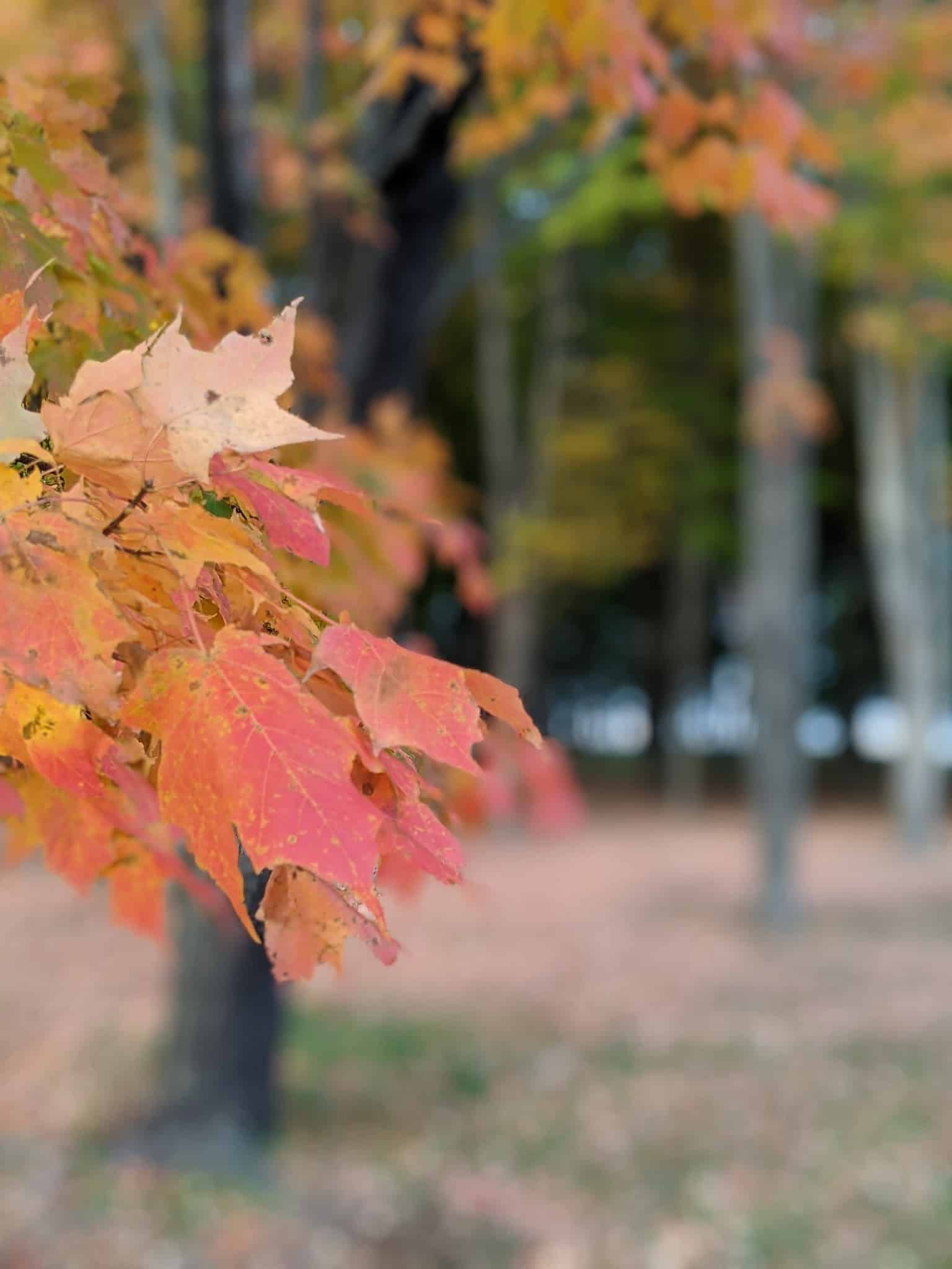 Ponderosa Park - Dillsburg, PA