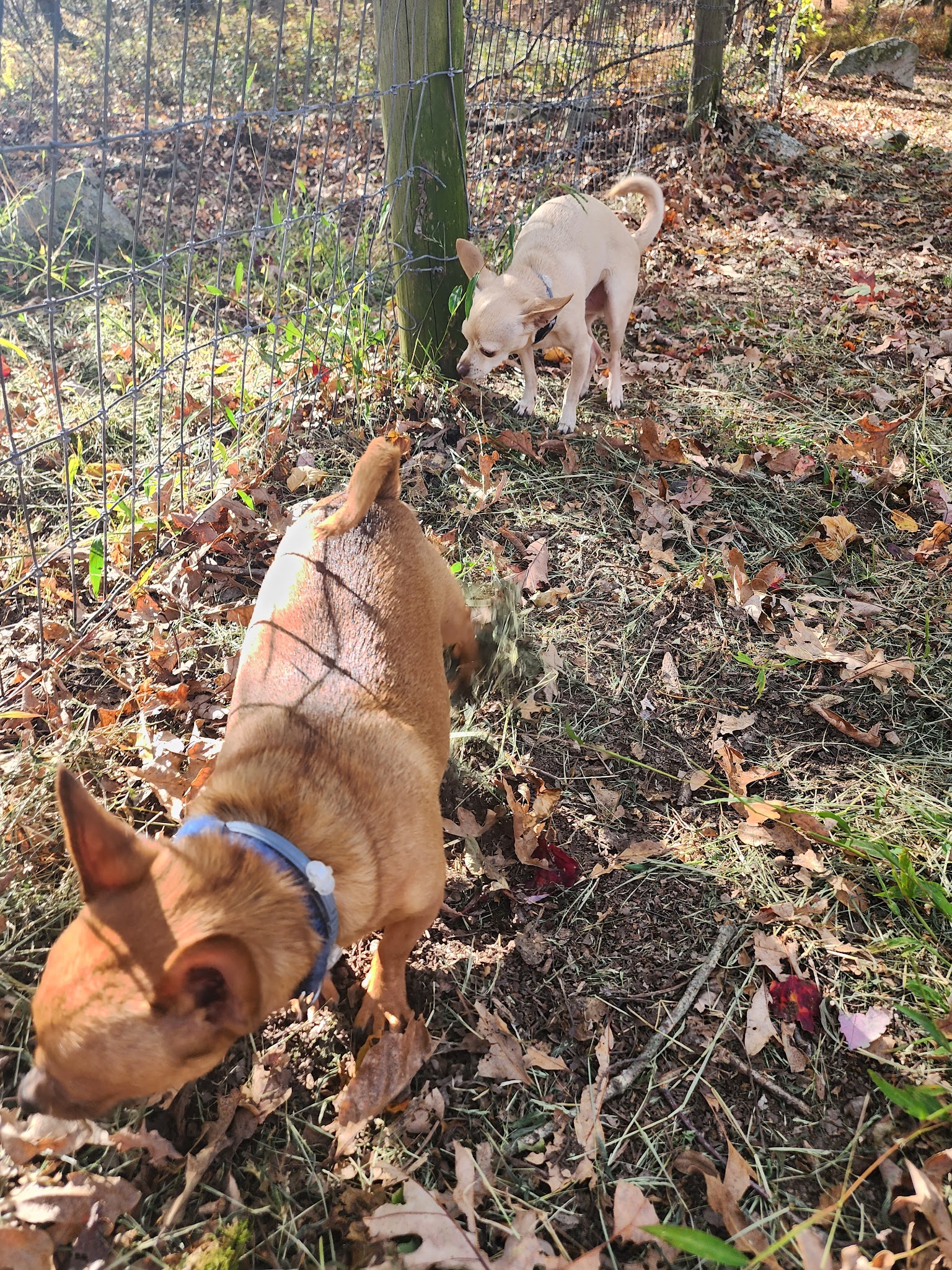 Wild Acres Dog Park - DINGMANS FRY, PA