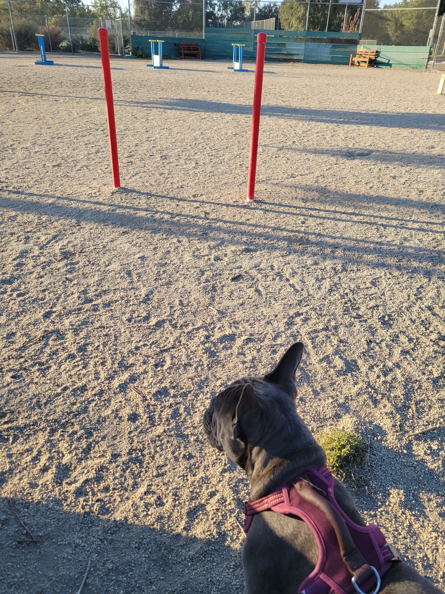 Hall Park Off Leash Dog Park - Dixon, CA