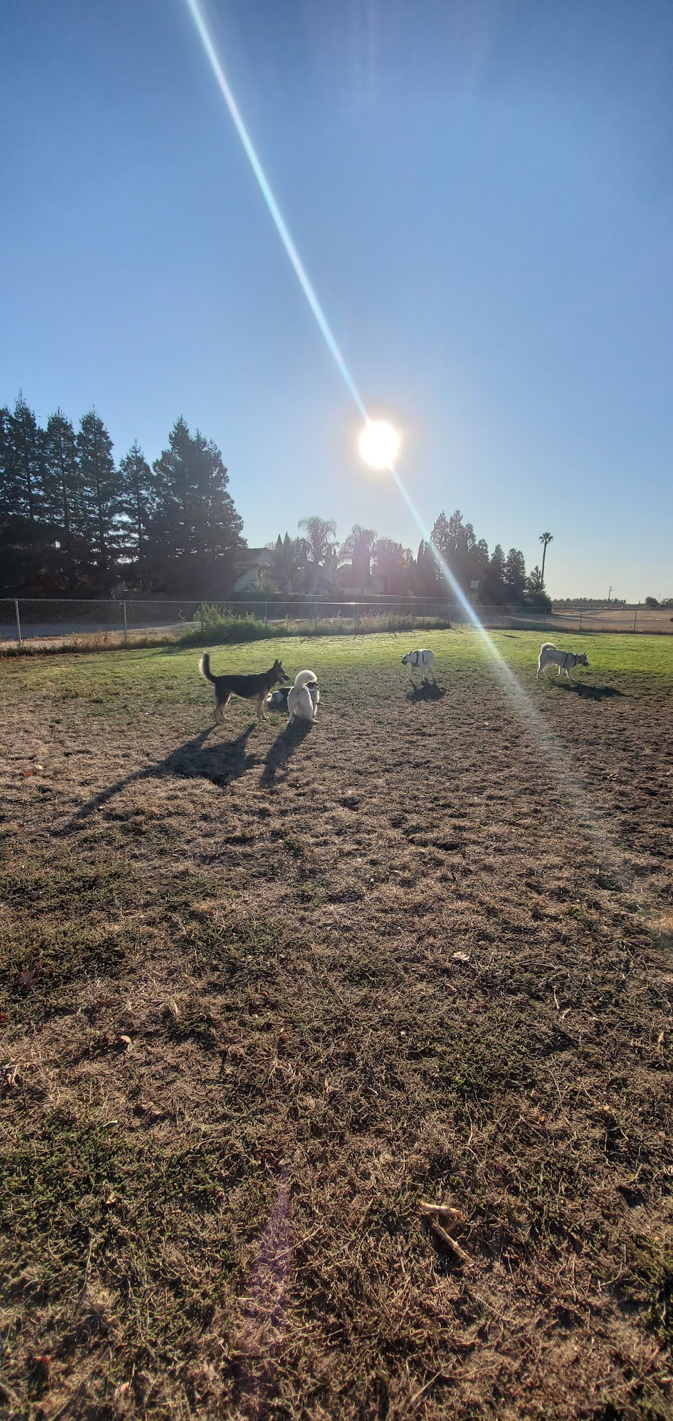 Hall Park Off Leash Dog Park - Dixon, CA