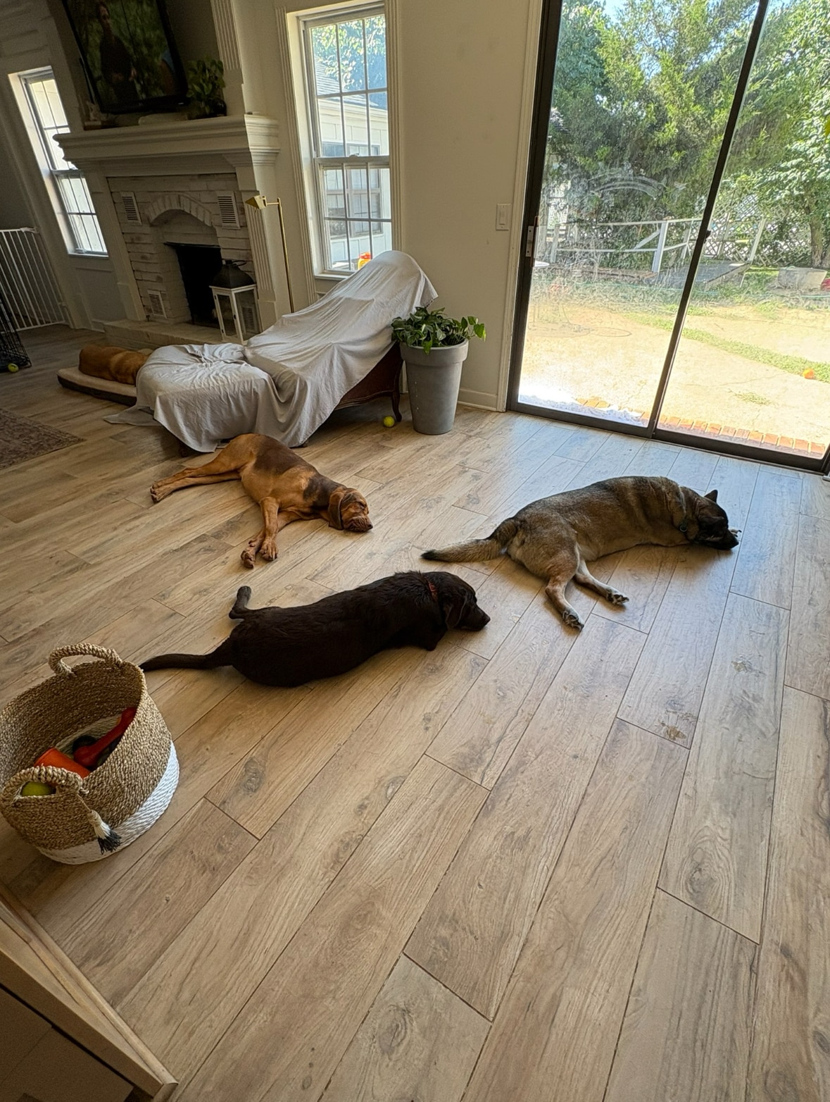 DoggSense Behavior & Training Co. - ,