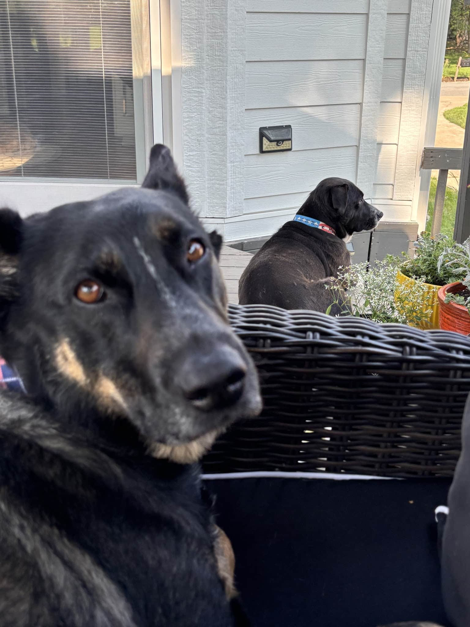 DoggSense Behavior & Training Co. - ,