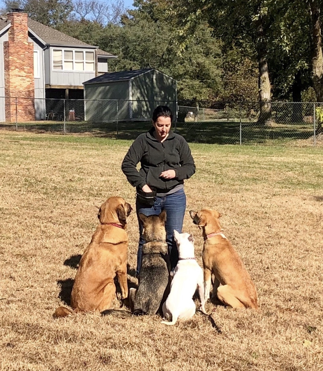 DoggSense Behavior & Training Co. - ,