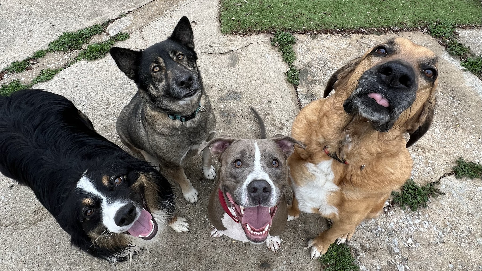 DoggSense Behavior & Training Co. - ,