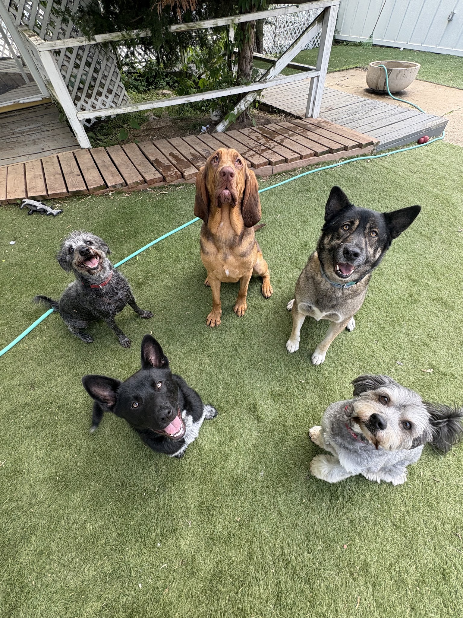 DoggSense Behavior & Training Co. - ,